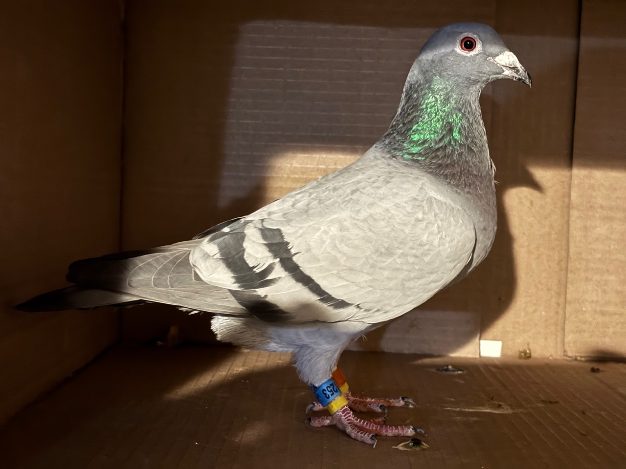 Super Langbury x my super racer 