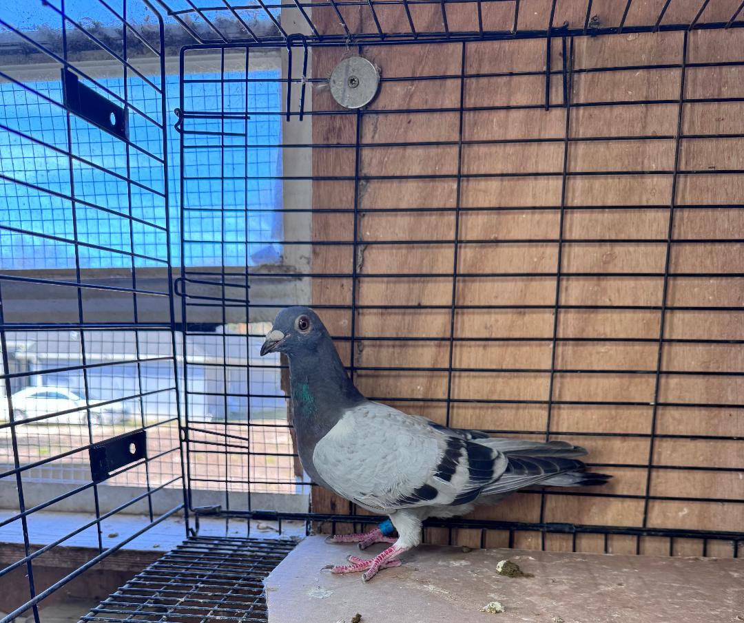 445 BB KANNIBAAL COCK DAM CHAMPION BIRD SOUTH GEORGIA ONE LOFT RACE