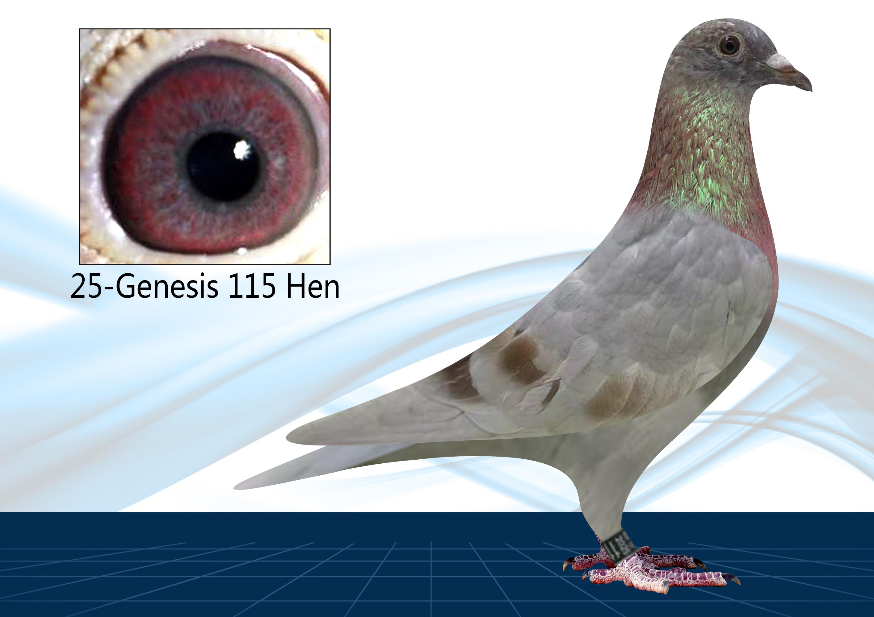 25-115(Hen) Sibling to Winners