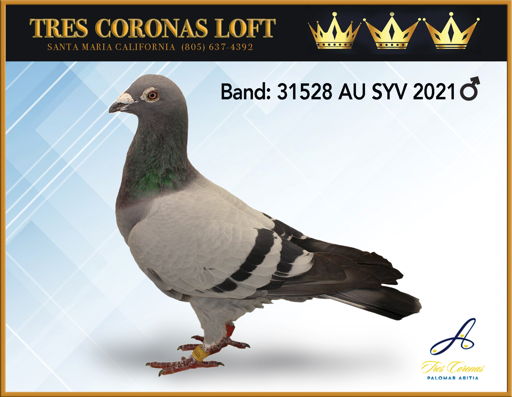 LUDO JAG VAN LOON 31528 AU SYV 2021 BB COCK