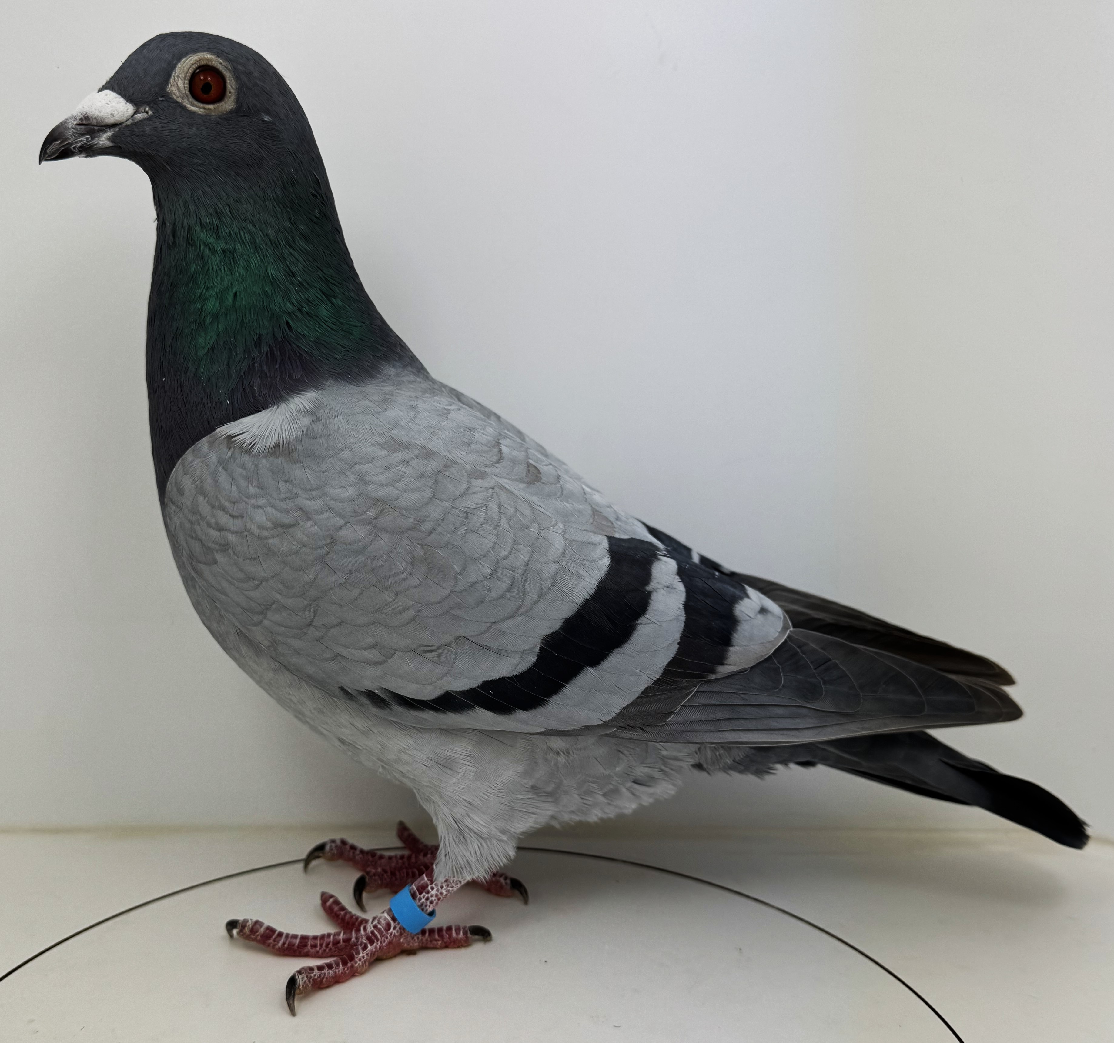 Dutch Racing Pigeons iPigeon.com - Racing Pigeon Auction
