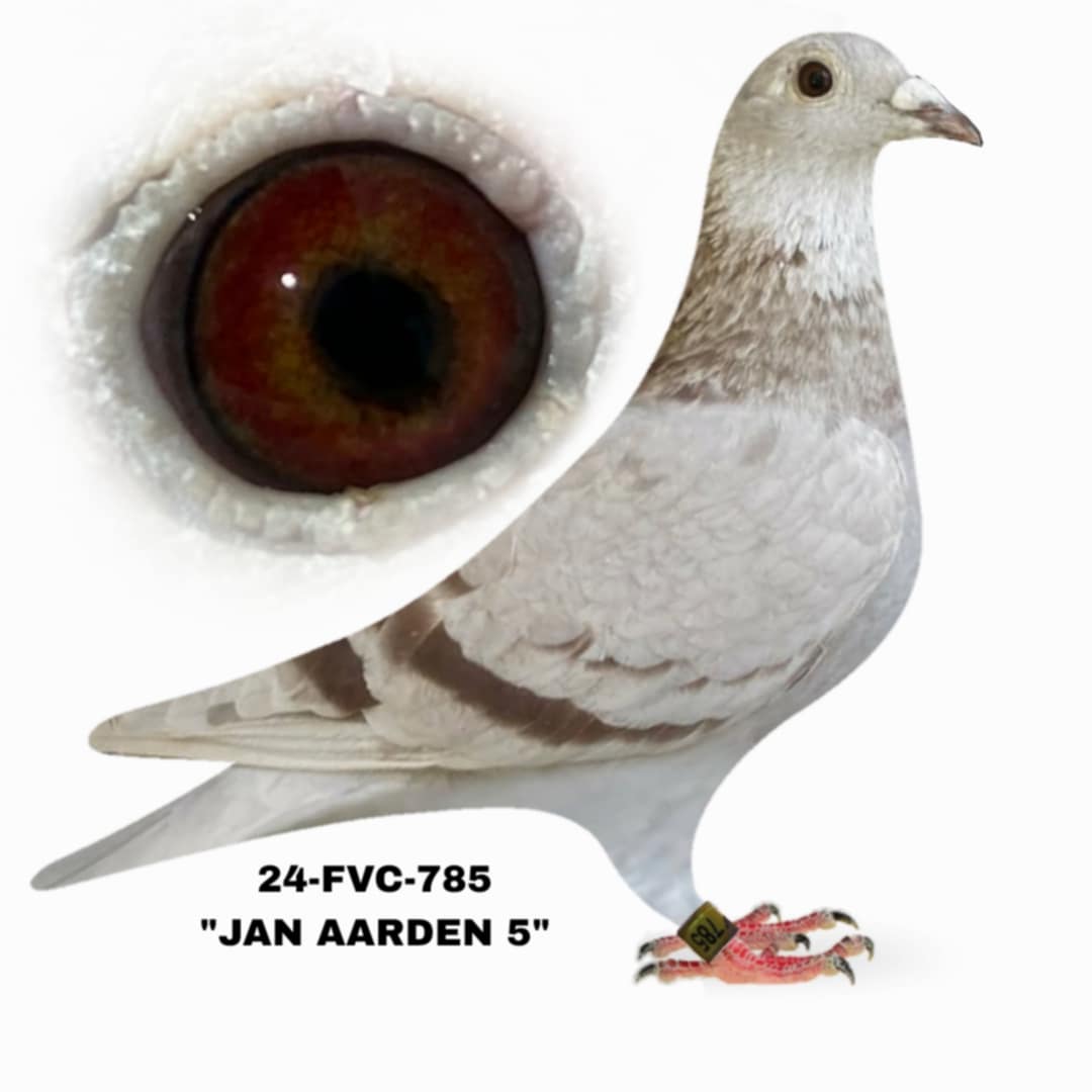 24-FVC-785 Silver Hen.