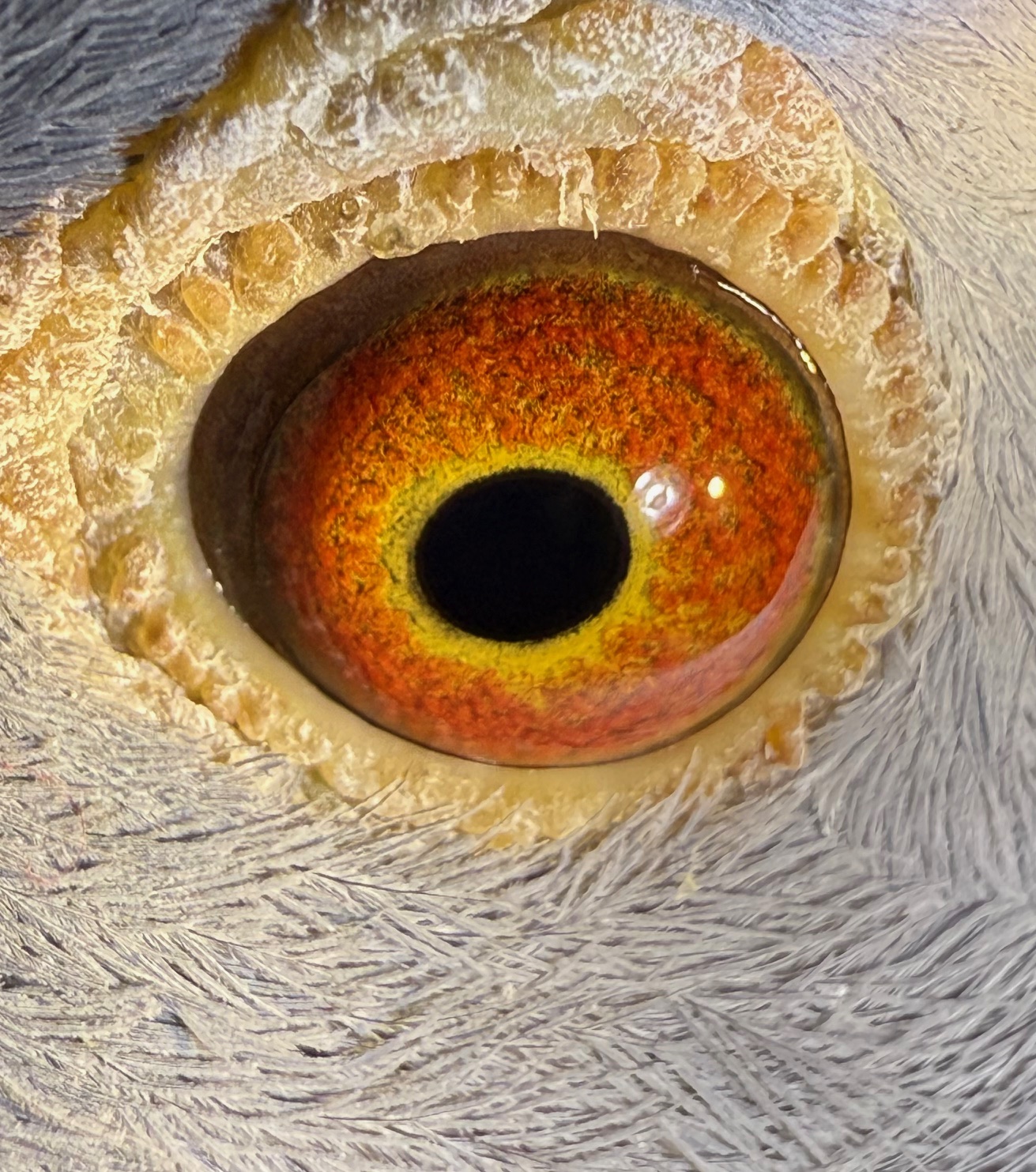Preview Image 2