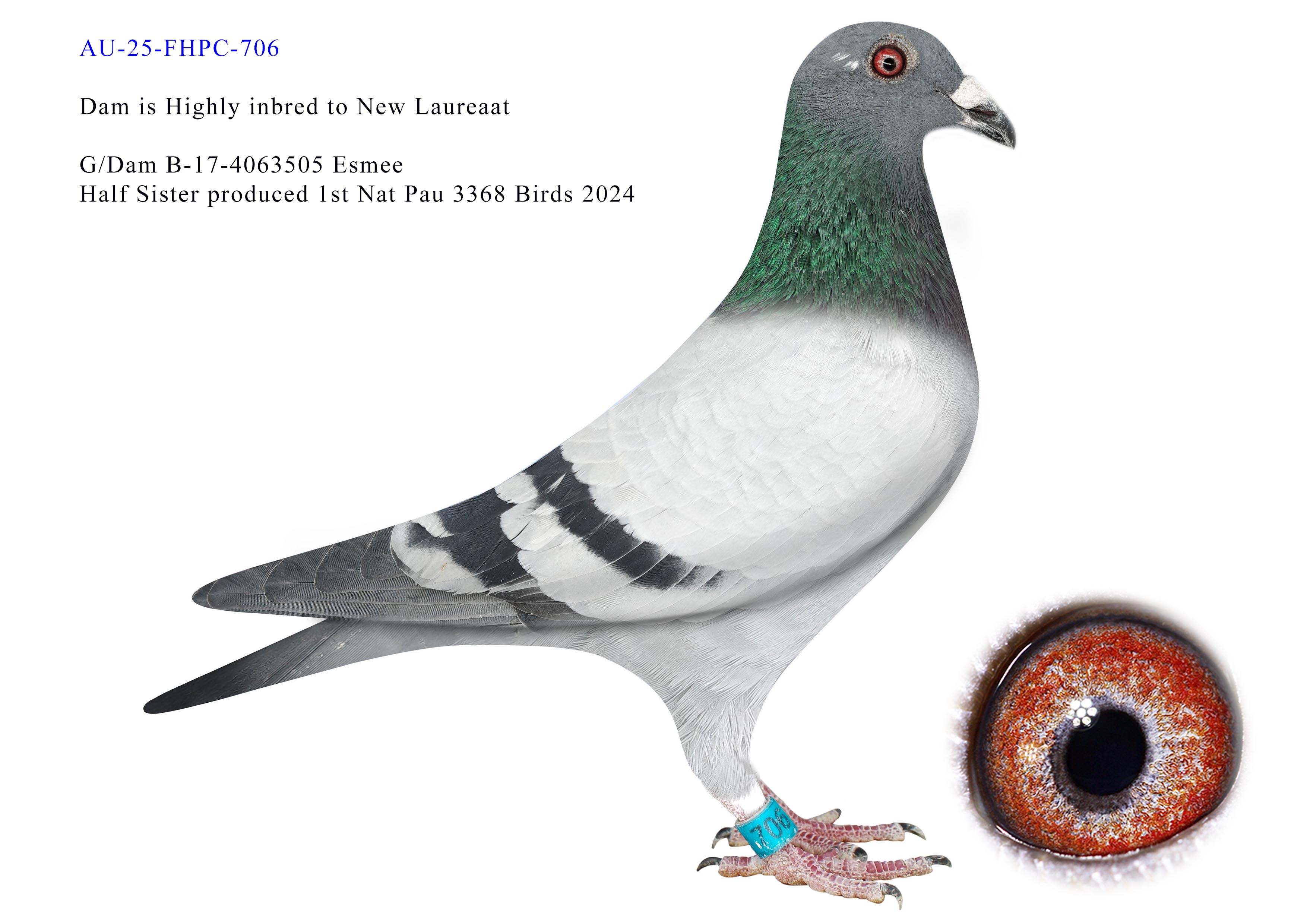 AU-25-FHPC-706 Barcelona Family 