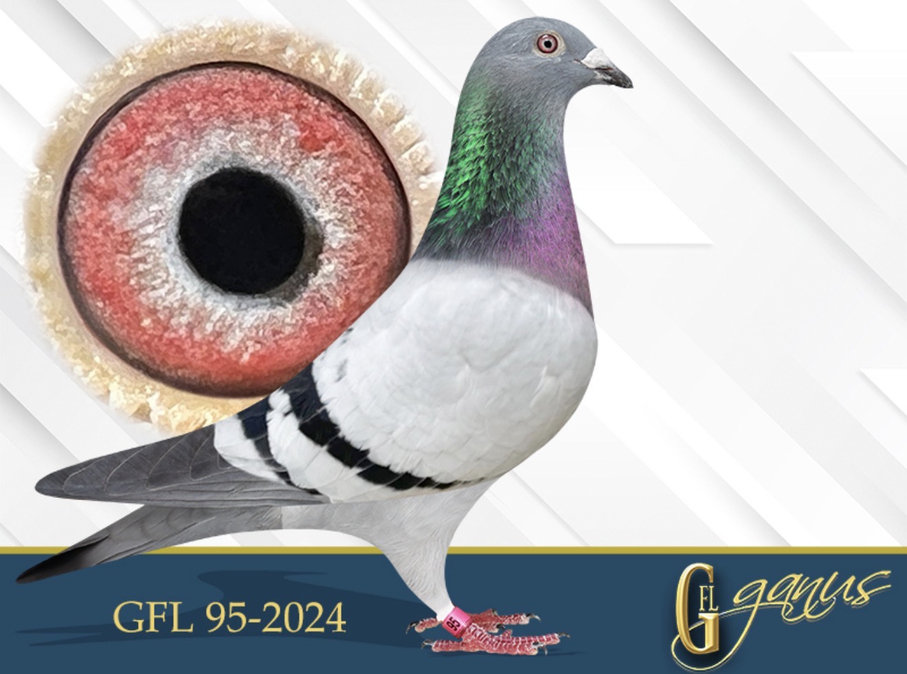 GFL 95