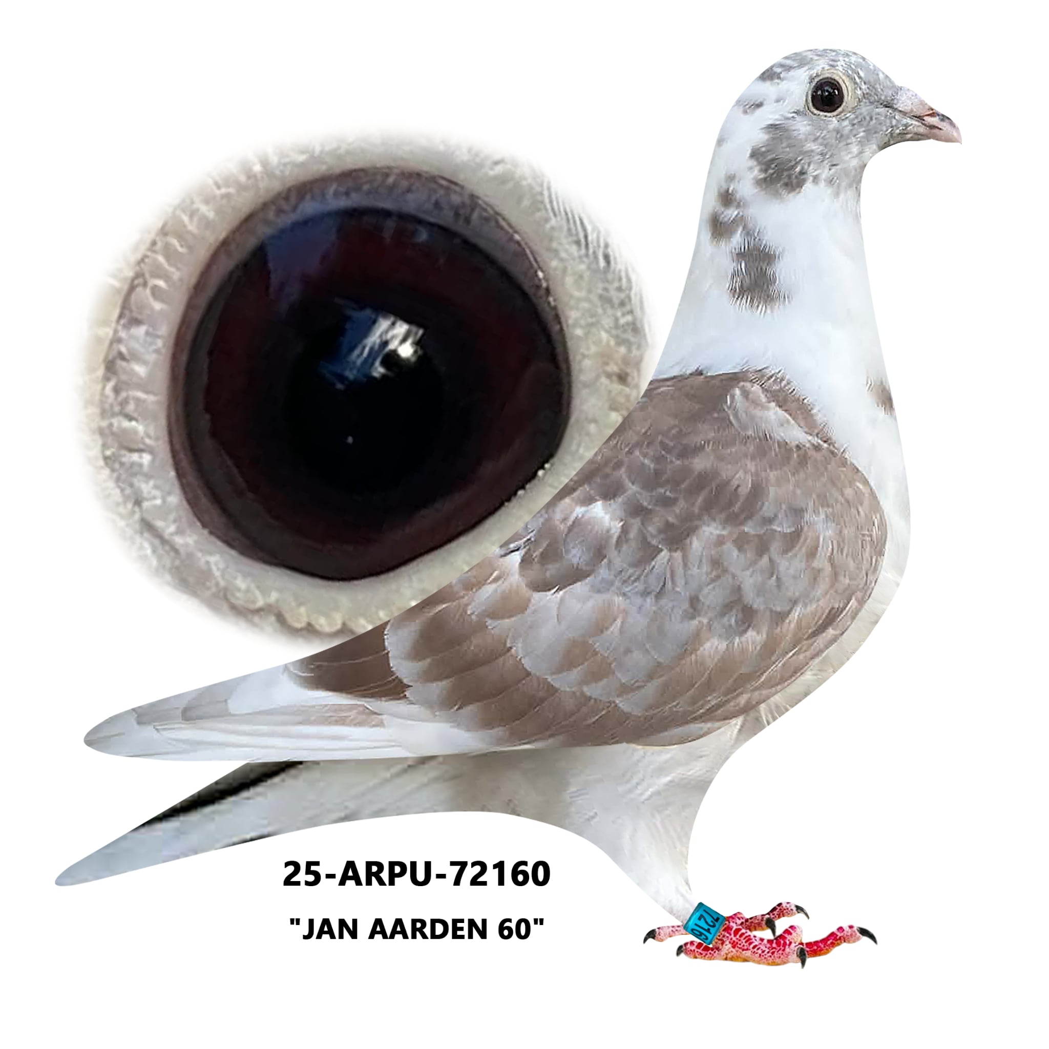 25-ARPU-72160 Red Check WF Cock.