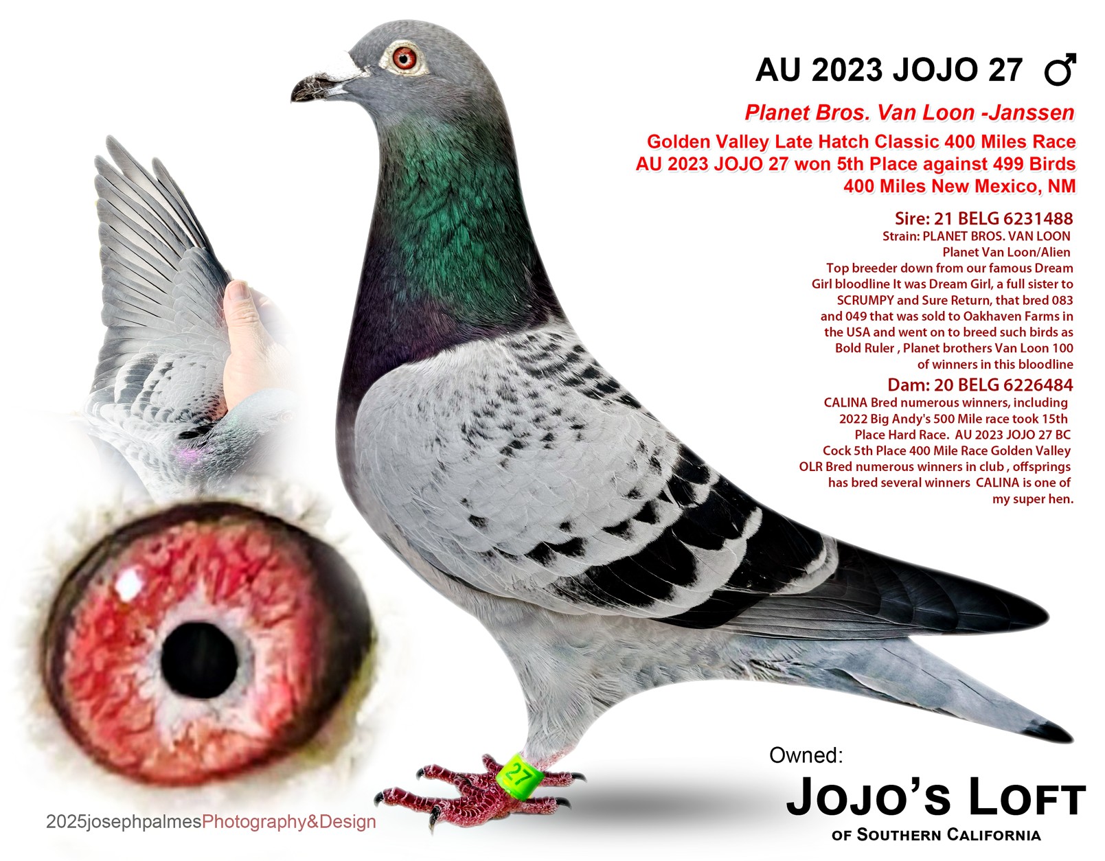 AU  2023 JOJO 27 BC Cock