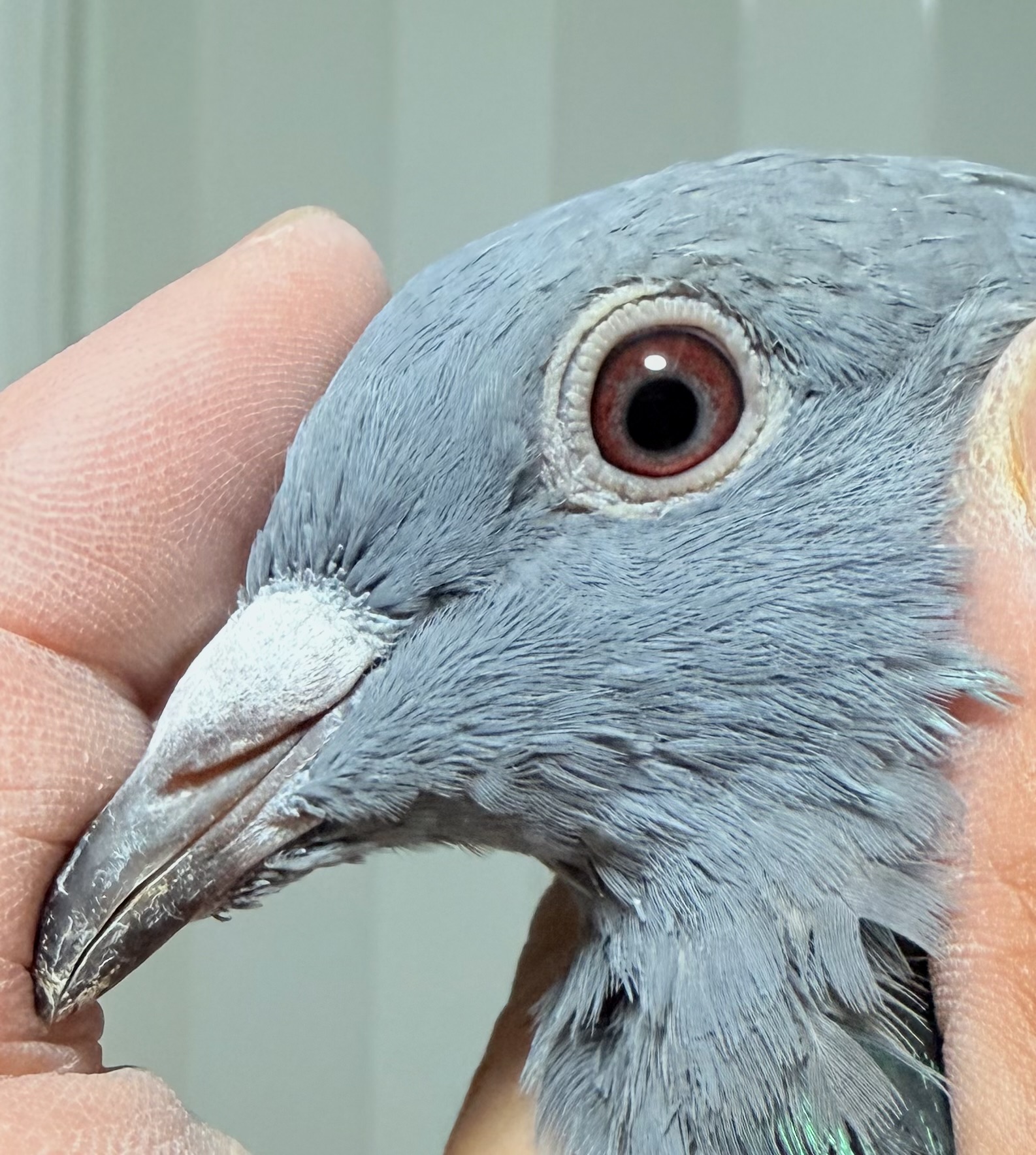 Preview Image 3