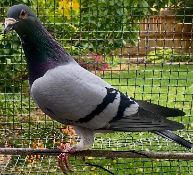 19536 AU 2022 BB COCK