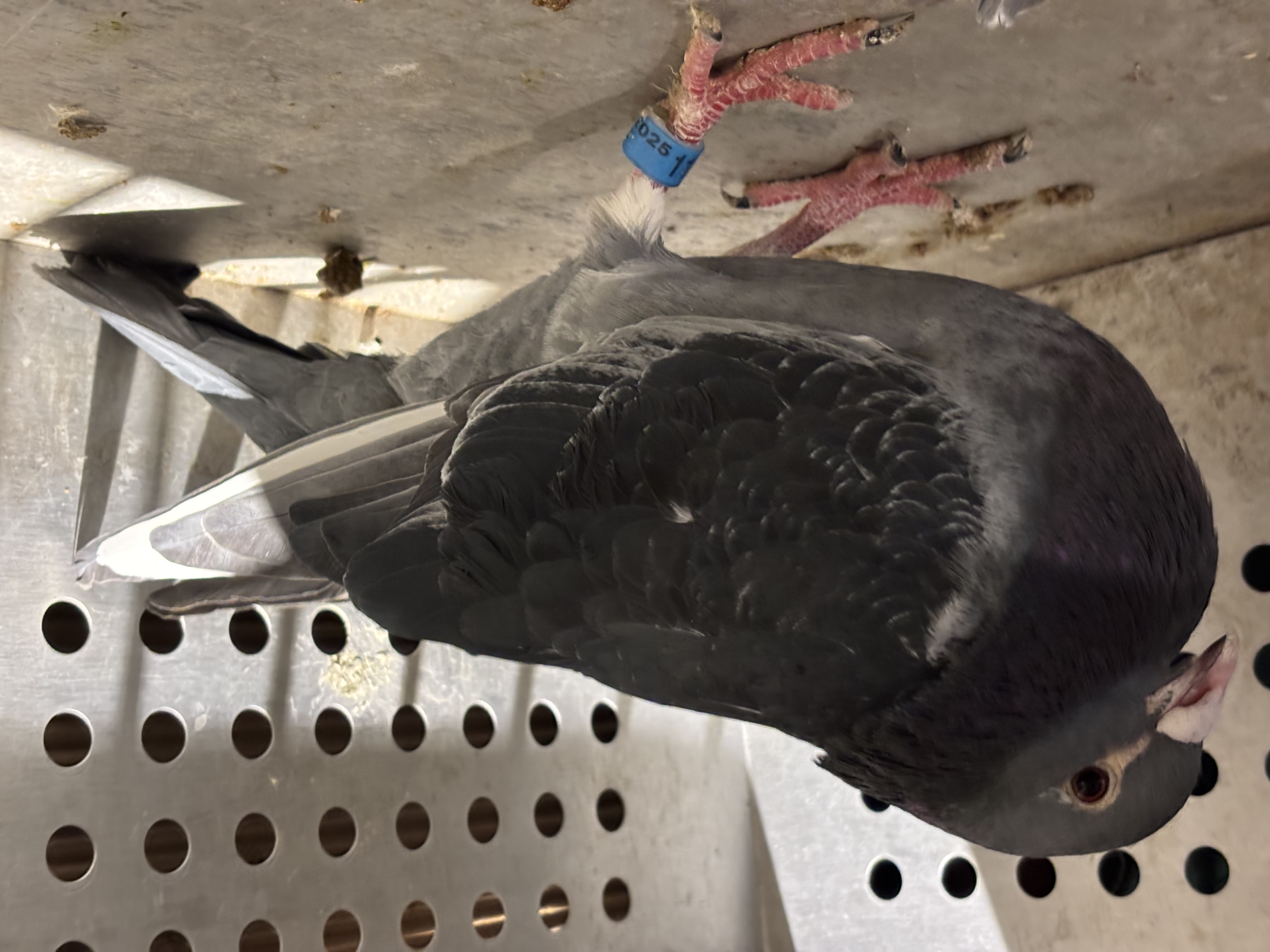 Super Jan aarden Machiel Buijk 