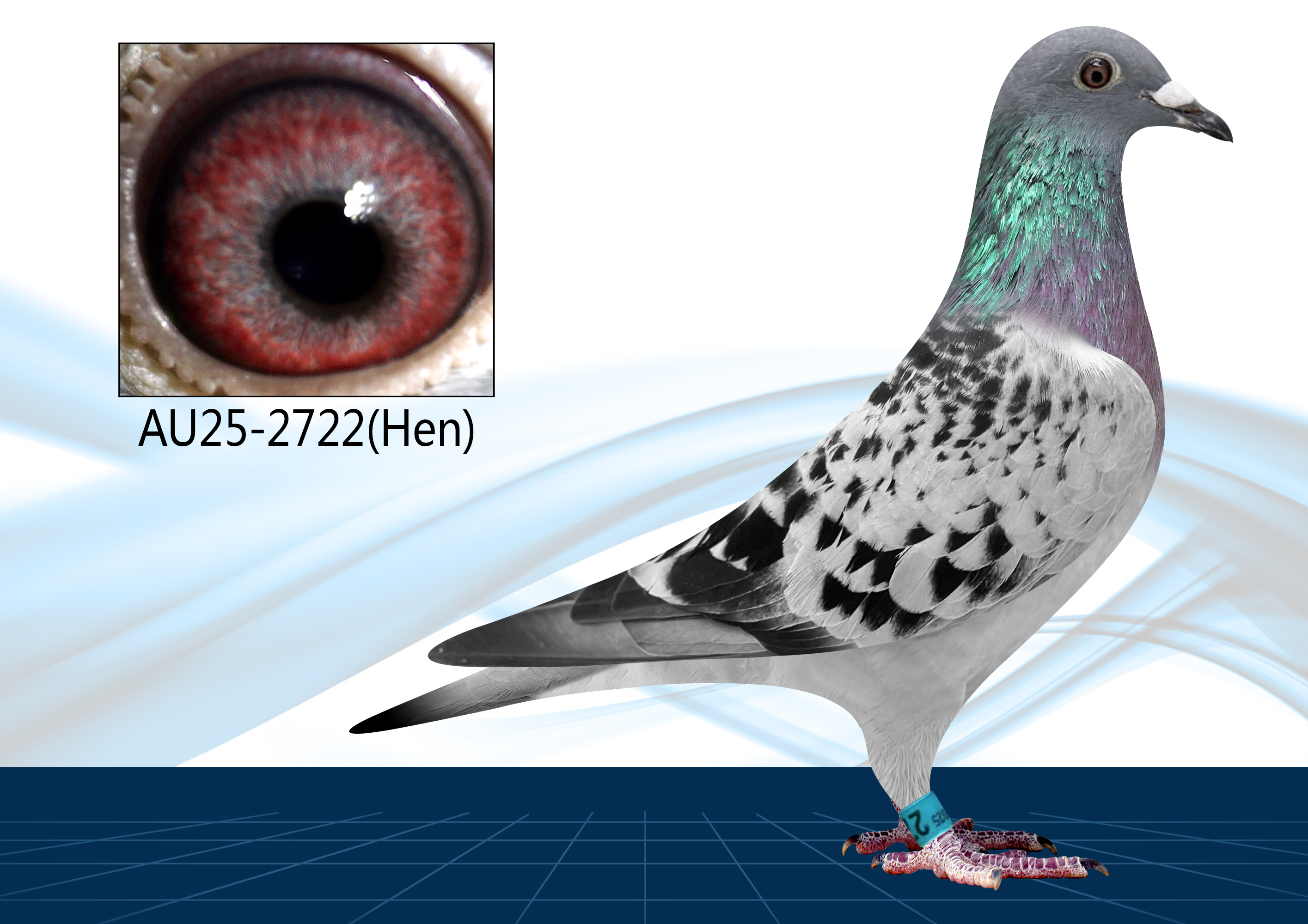 AU25-2722(Hen) Long Distance Special