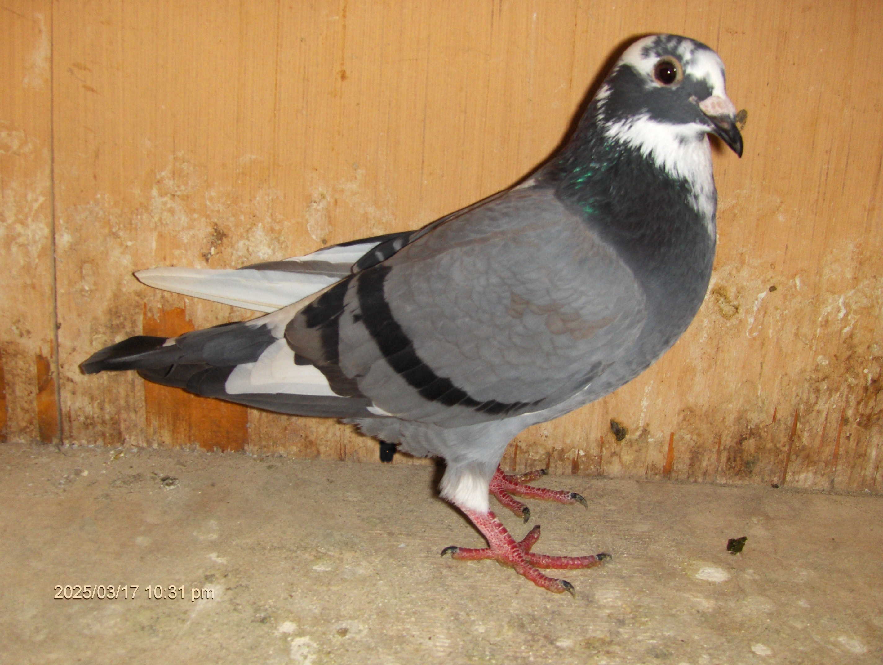 IF-26-HALL-622   BLUE BAR SPL.   HEN   
      DEVRIENDT

