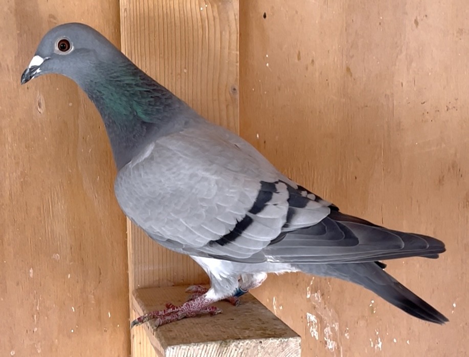 Granddaughter of Jonge Kong/Raven