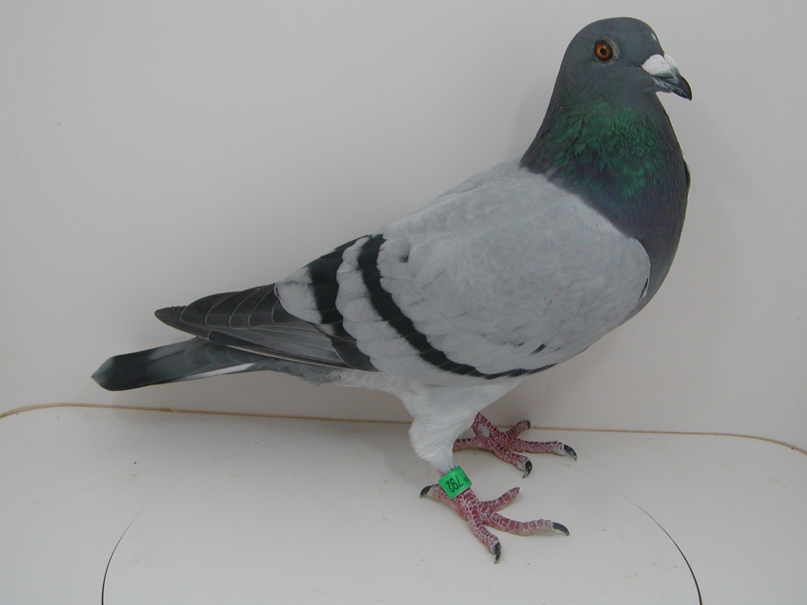 Preview Image 4