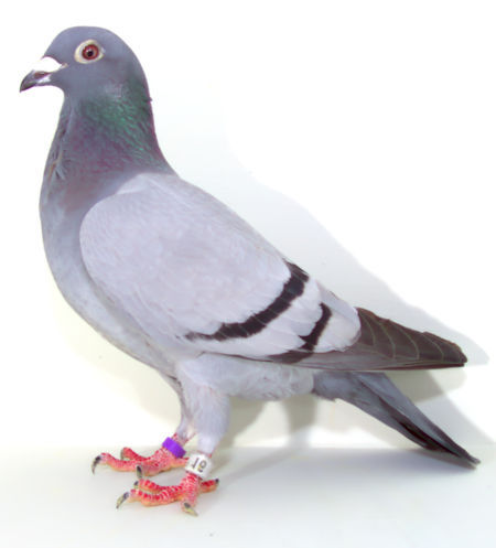 AU 22 SKY 0016 BB Hen