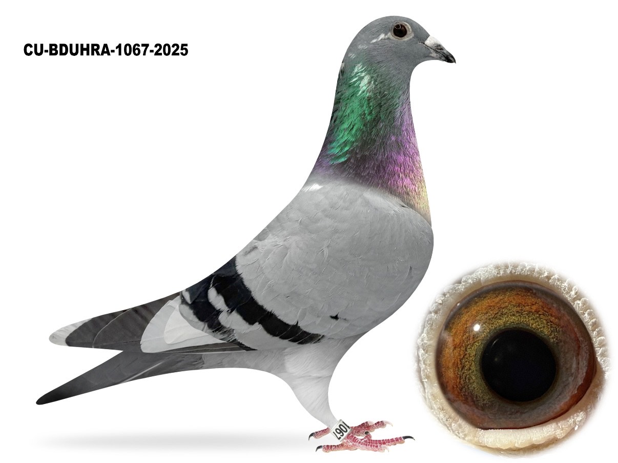 CU 25 BDUHRA 1067 BBsp H