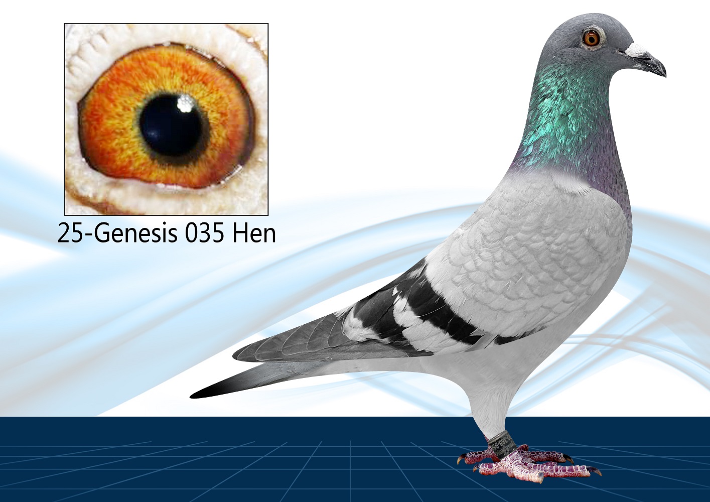 25-035(Hen) Out of Click Pair