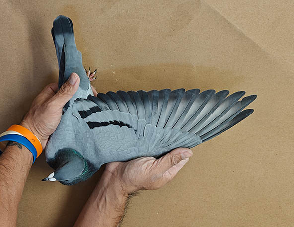 Preview Image 3