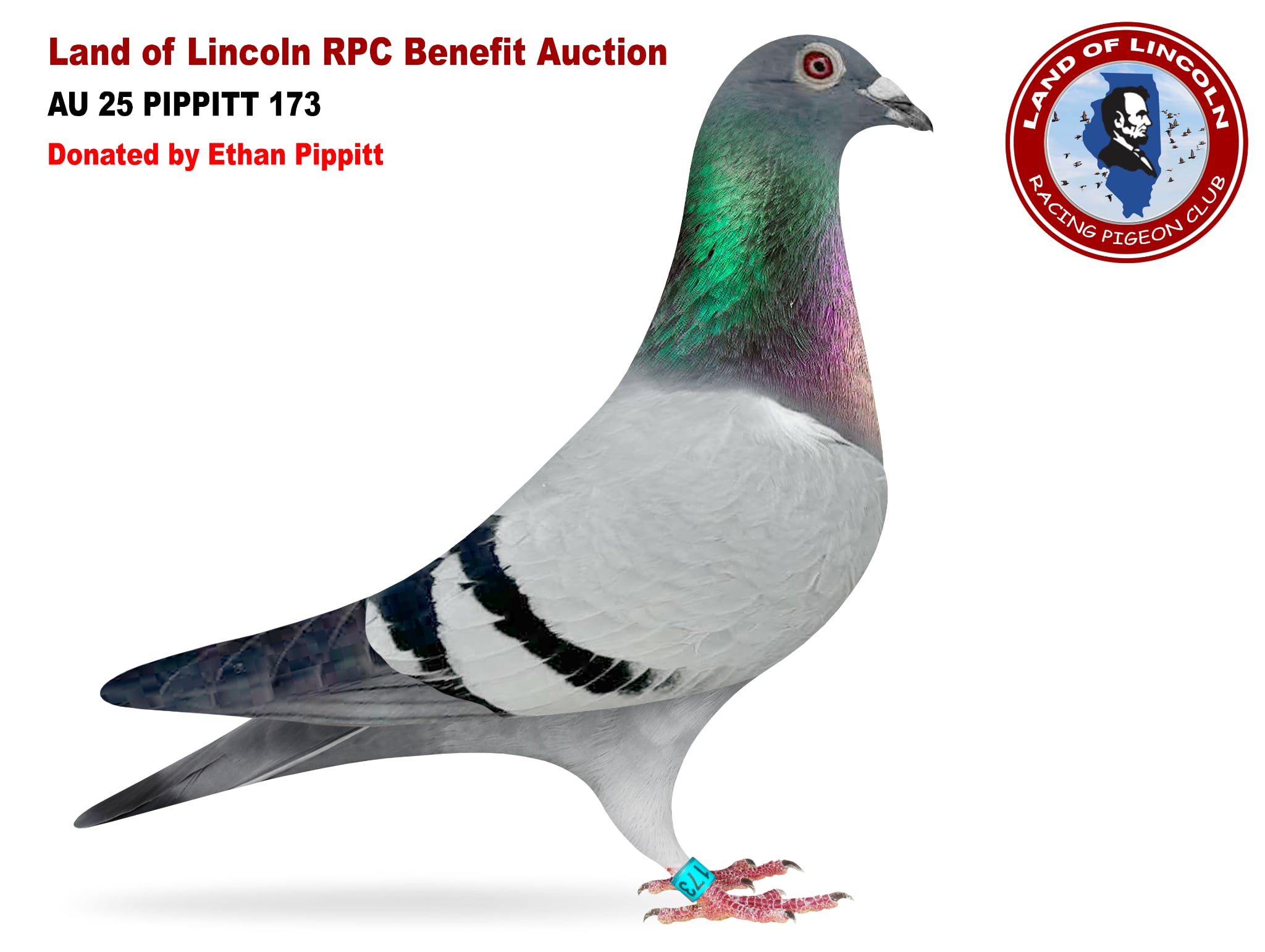 AU 25 PIPPITT 173 BB Cock