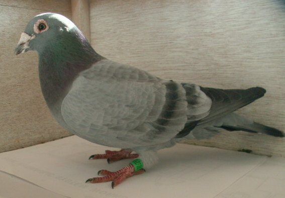 Preview Image 1