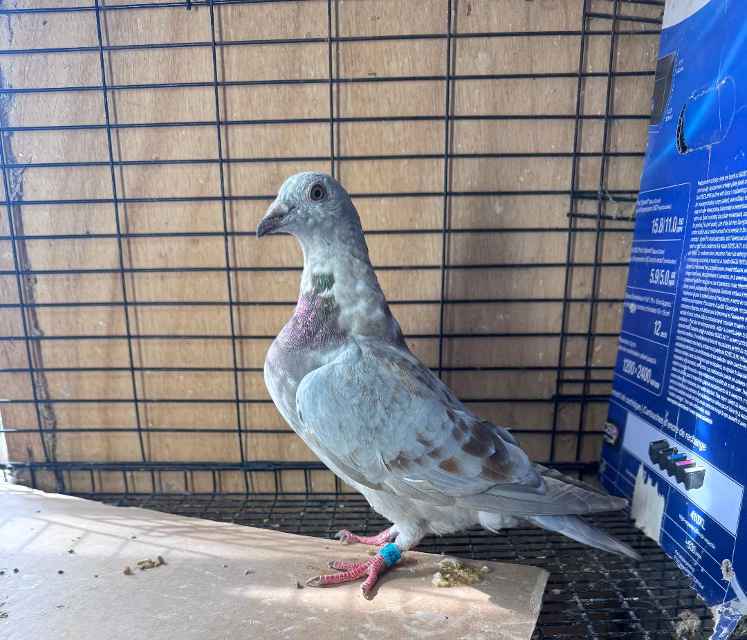 436 OPAL CHECK WOLVERINE HEN