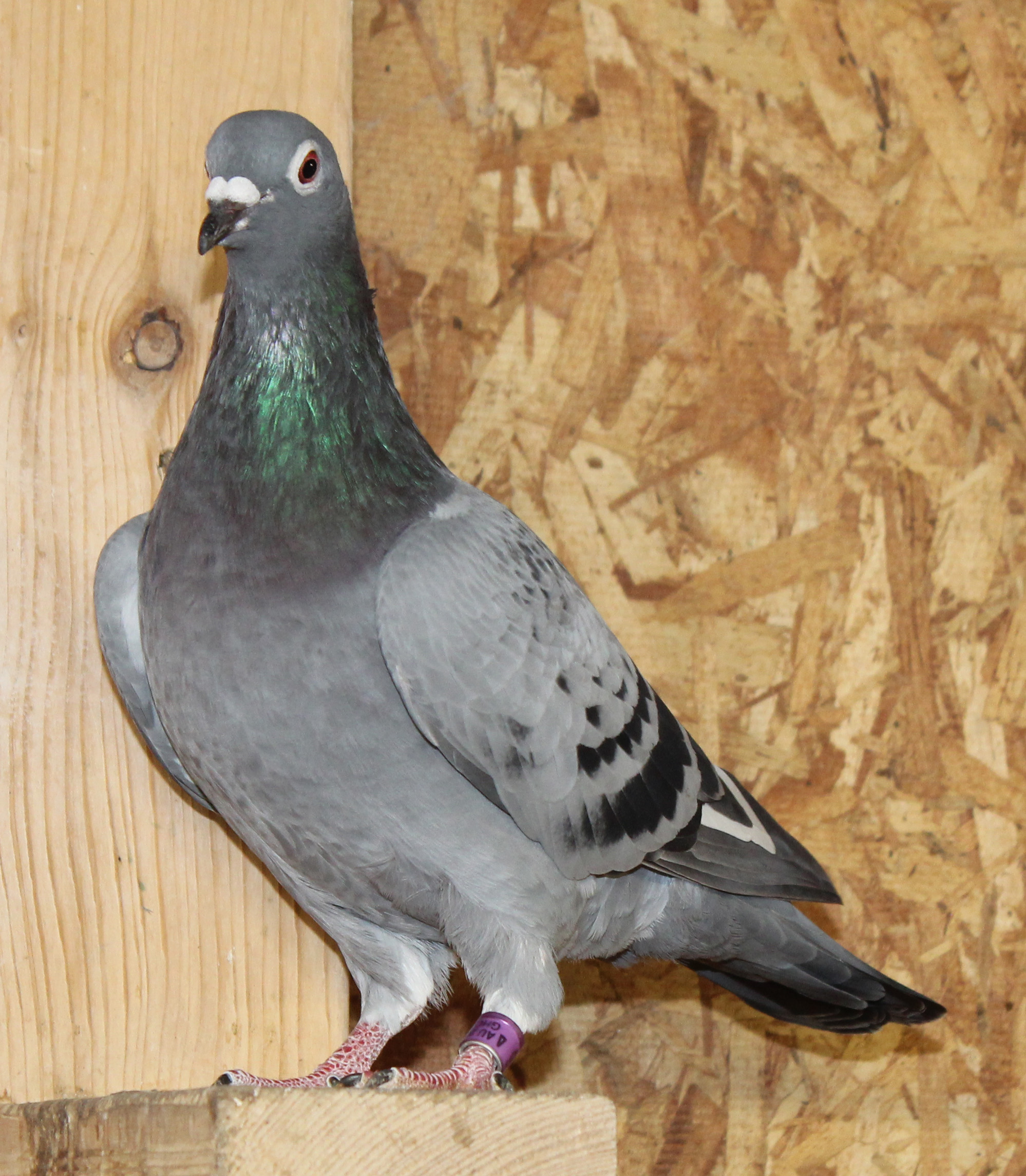 Kannibaal Rudi de Saer