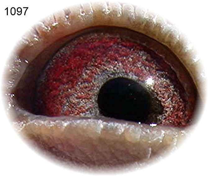 Preview Image 2