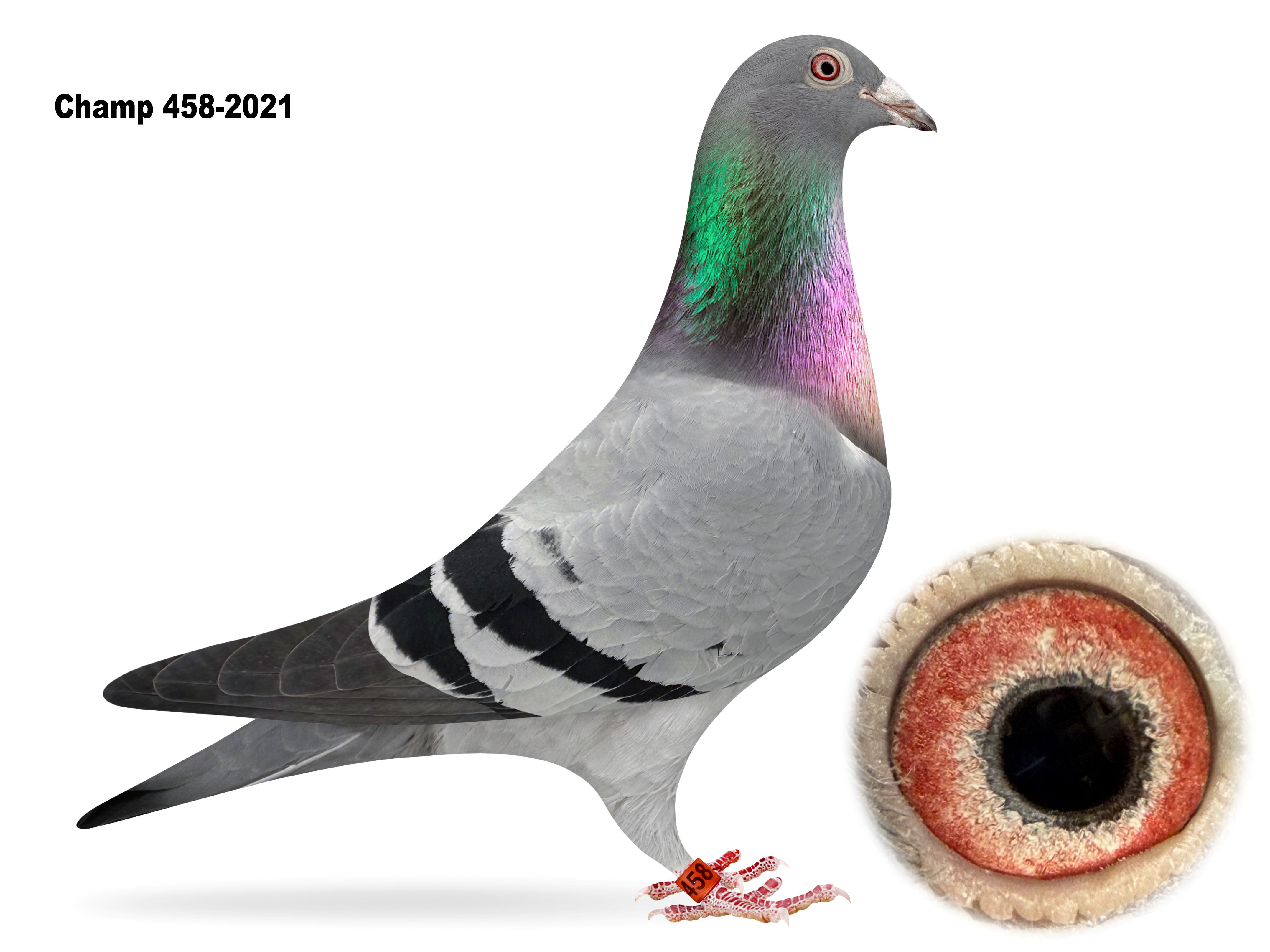 Champ 458-2021