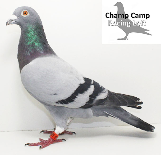 iPigeon.com - Racing Pigeon Auction