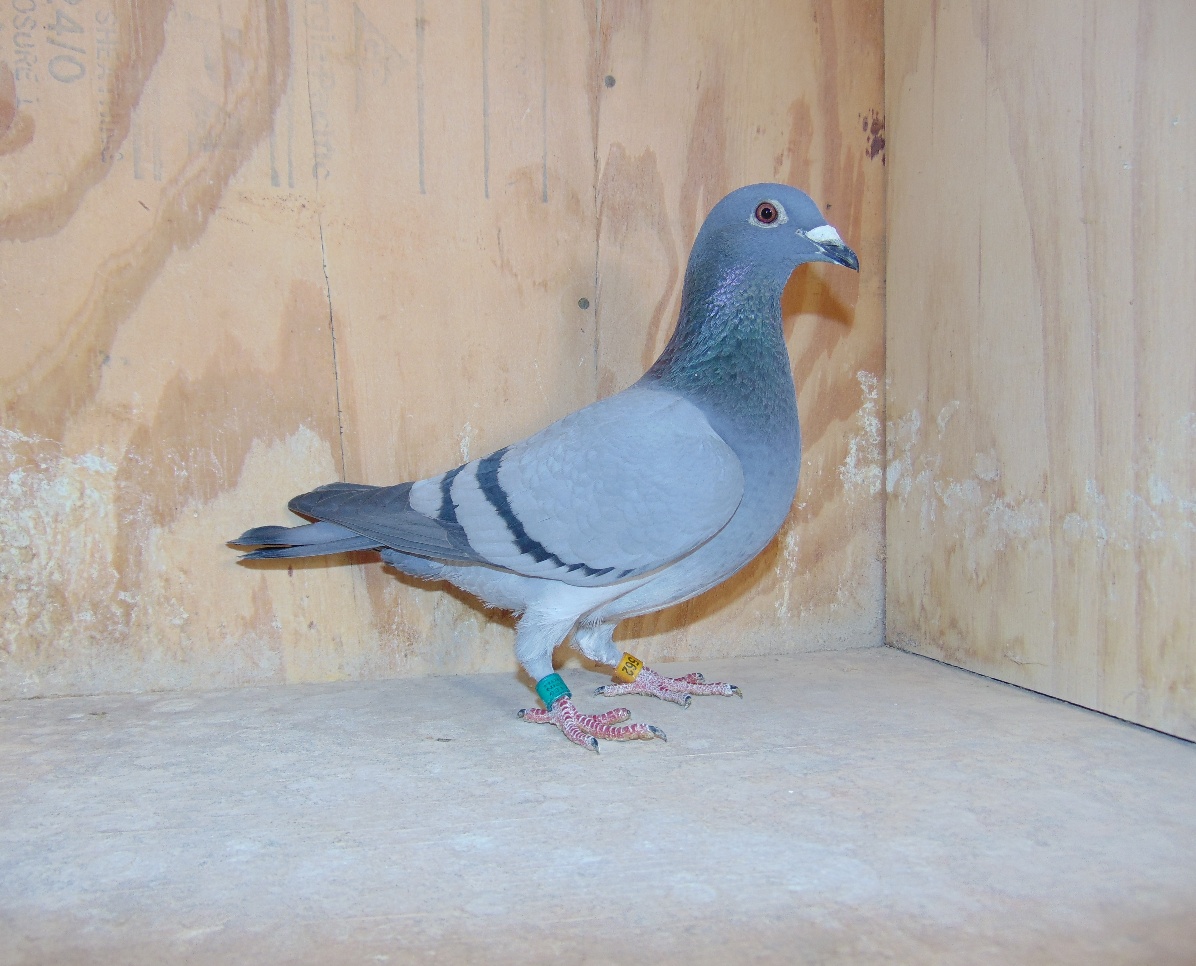 IF 24 ISL 562 Blue Hen , Granddaughter of Raven and Two Seconds out