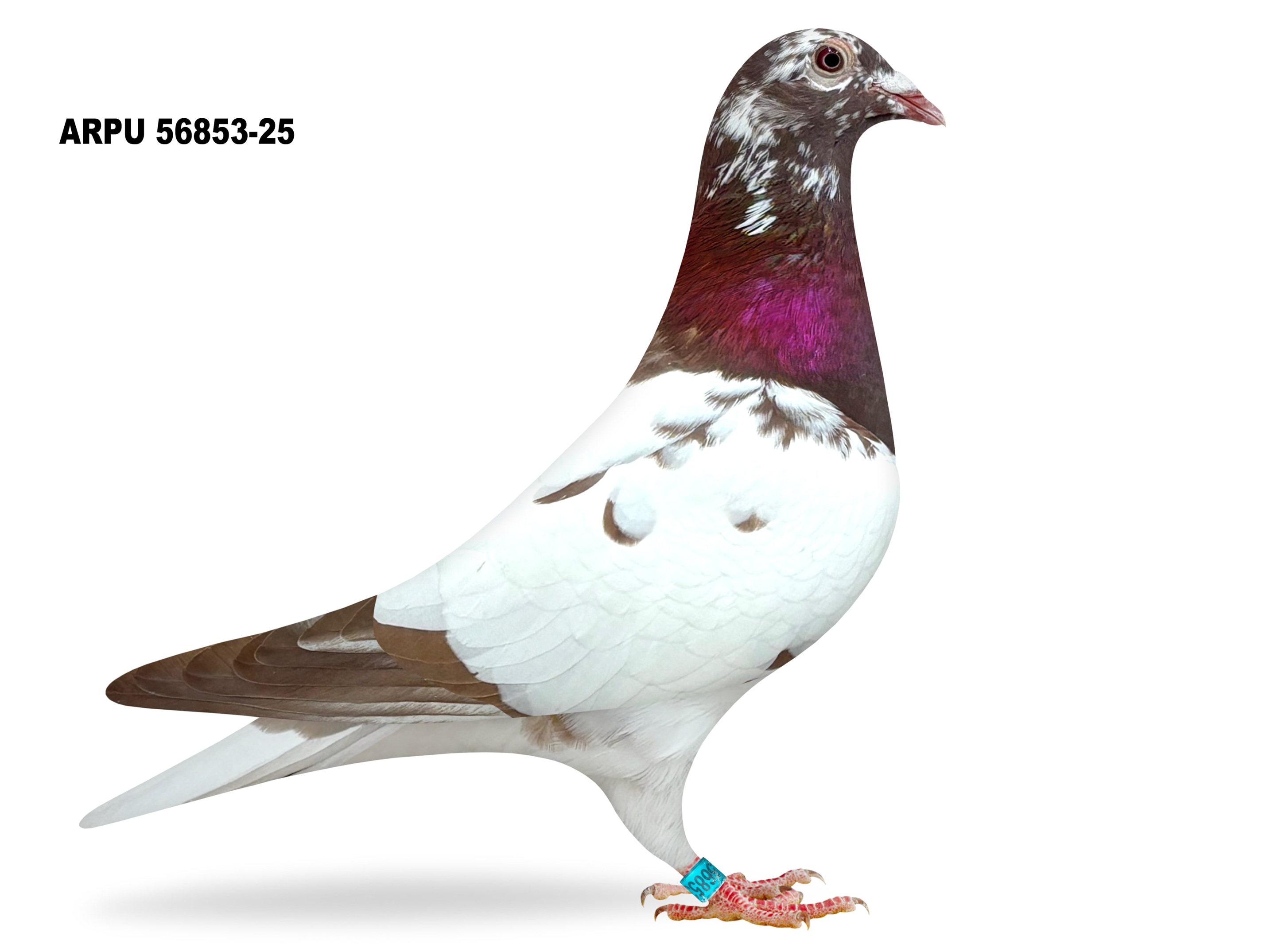 iPigeon.com - Racing Pigeon Auction