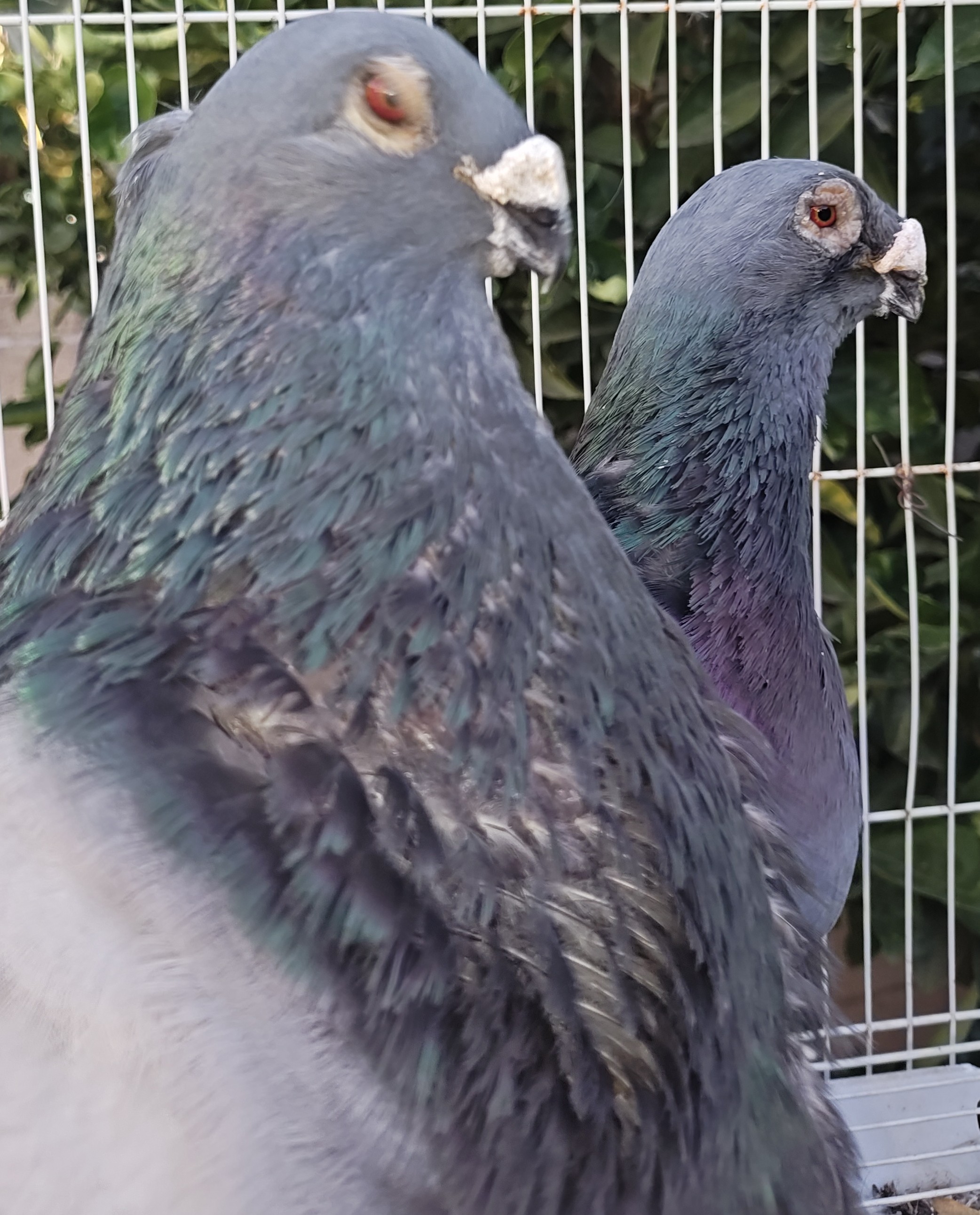 Jienense BB Pouter 