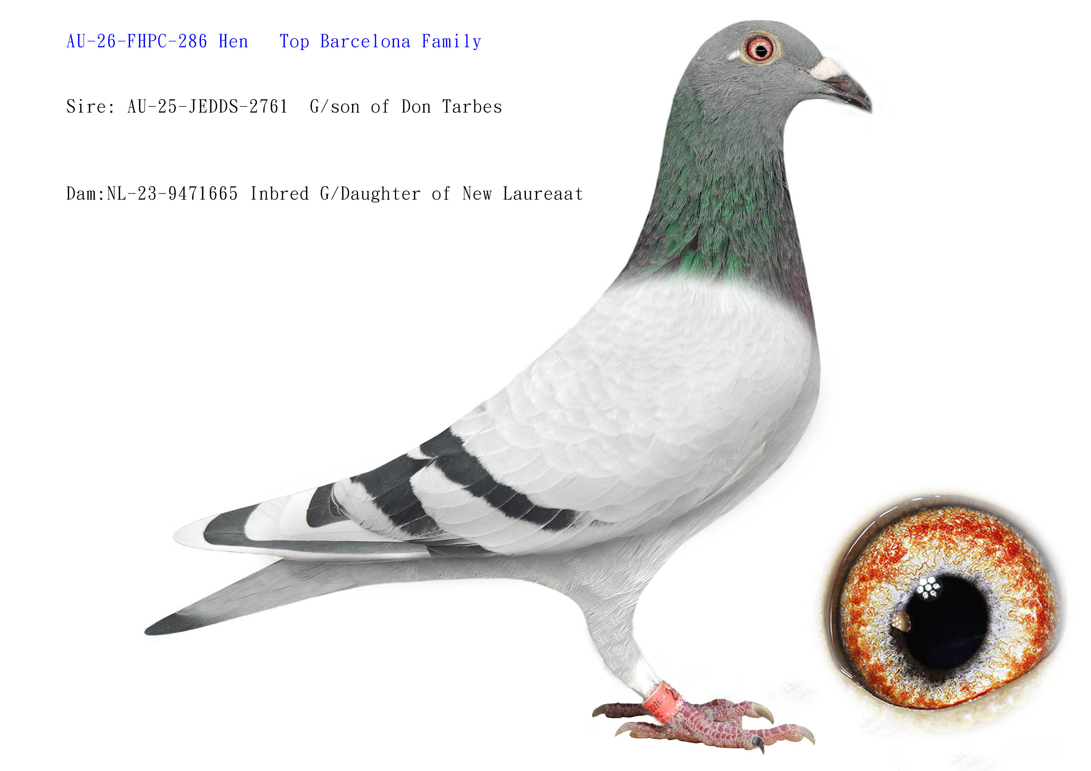 Preview Image 1