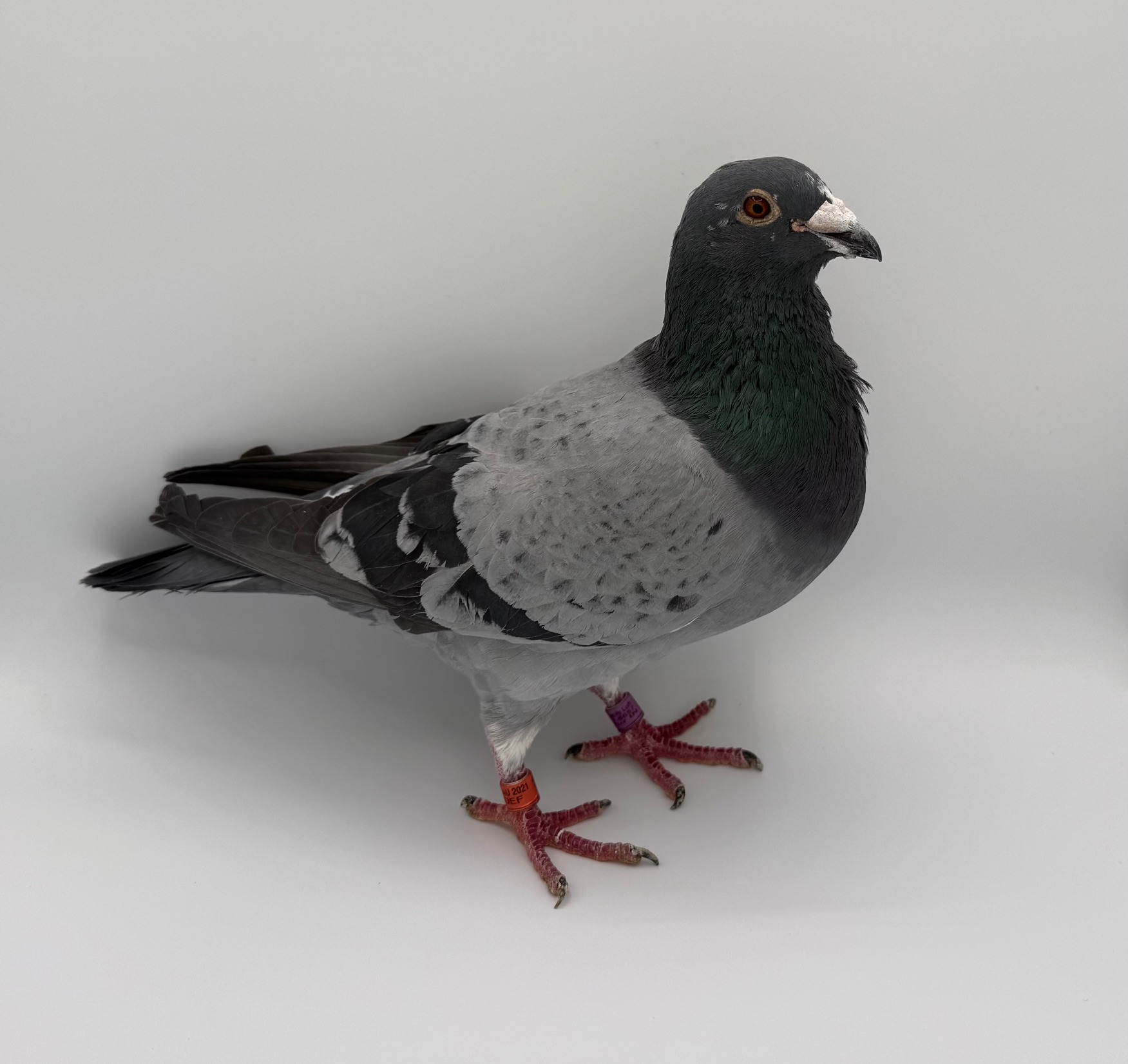 Inbred Grandkid Thomas 6