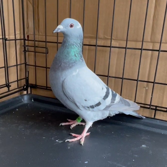 AU25-6895 - DAUGHTER OF 3RD WINNER 533KM