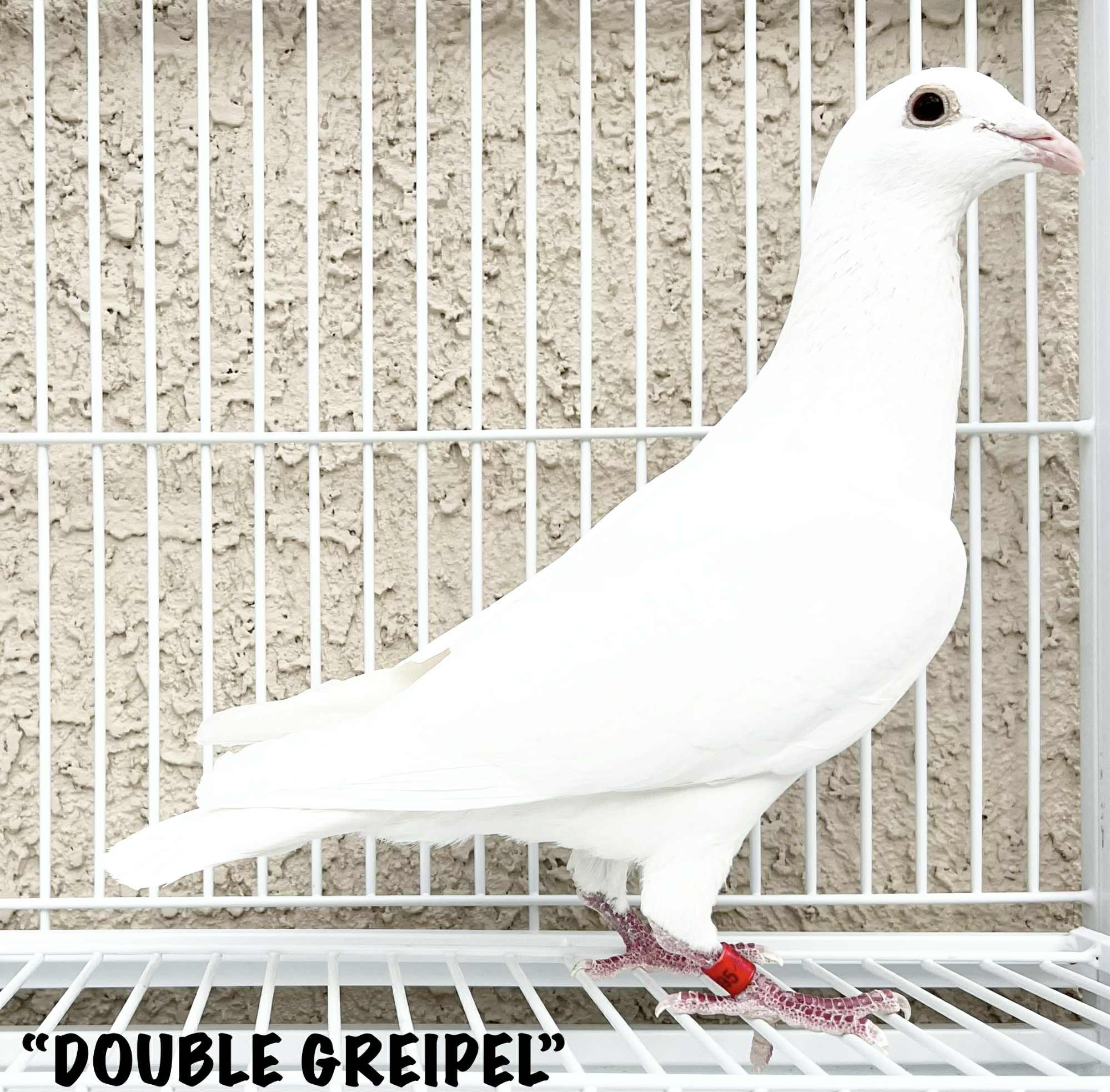Double Grandson of Gripel 