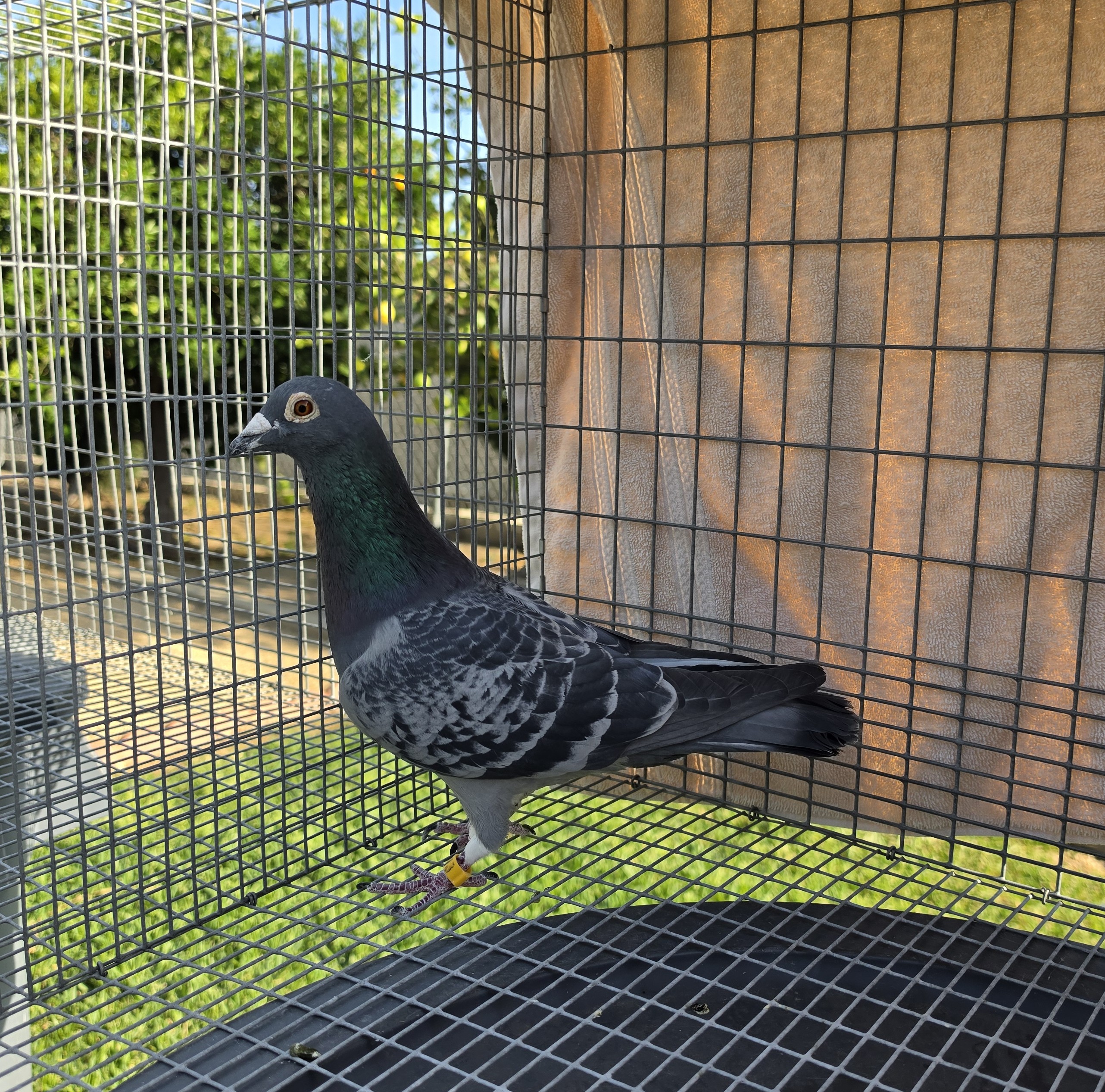 AU-2024-LYNDEN-74 COCK