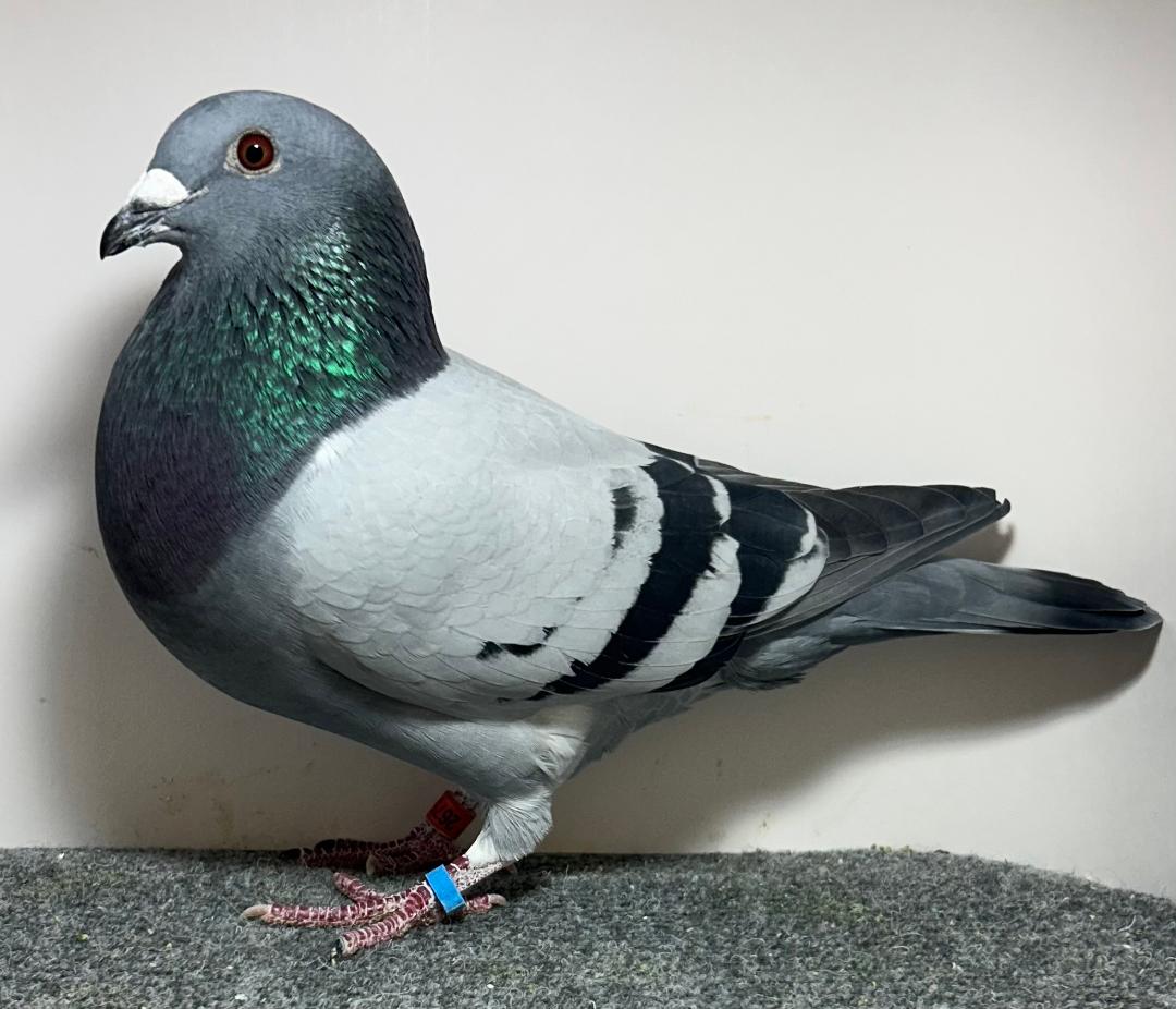2675 WICK AU 2026 BB Cock