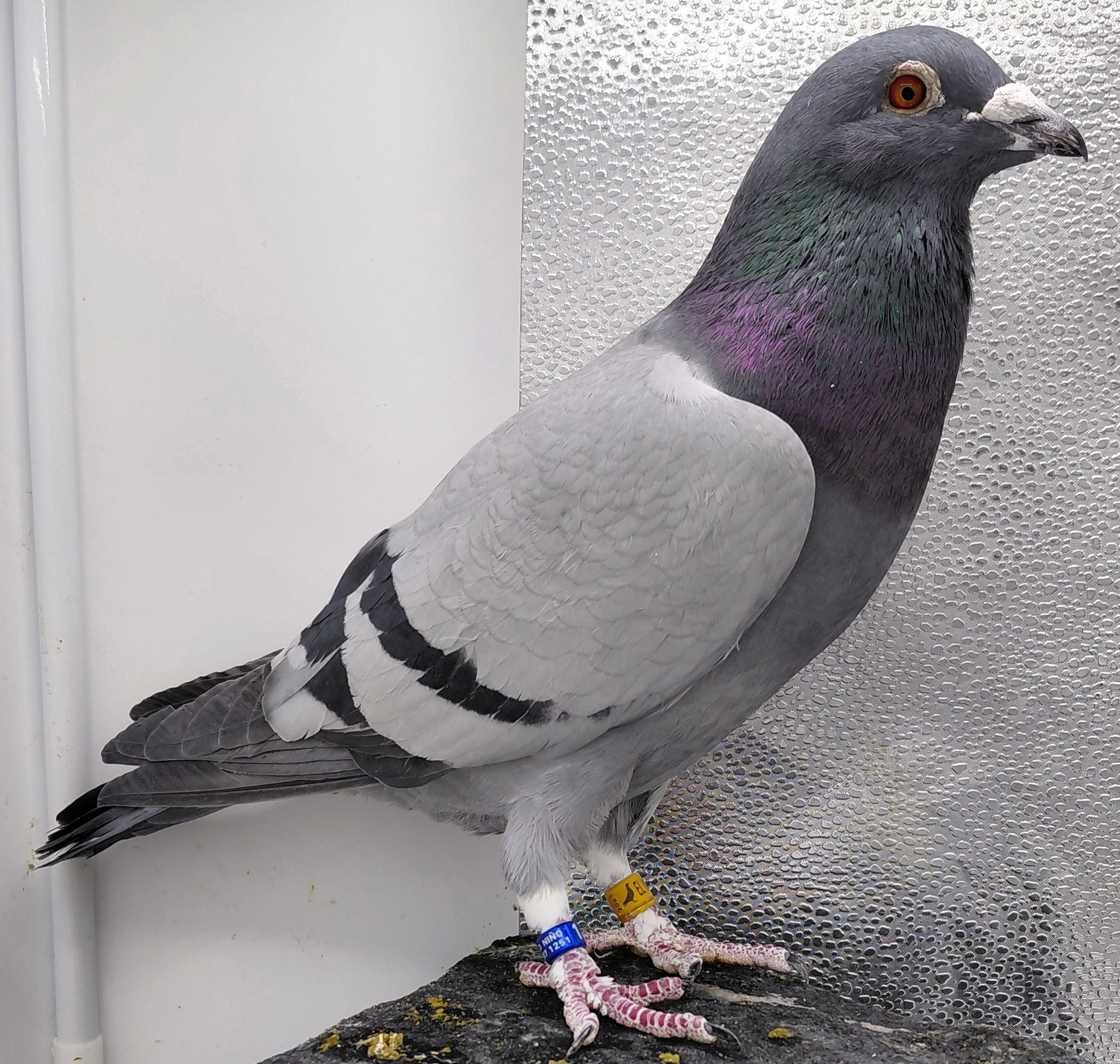 1559 EL VICHO 23 BB C