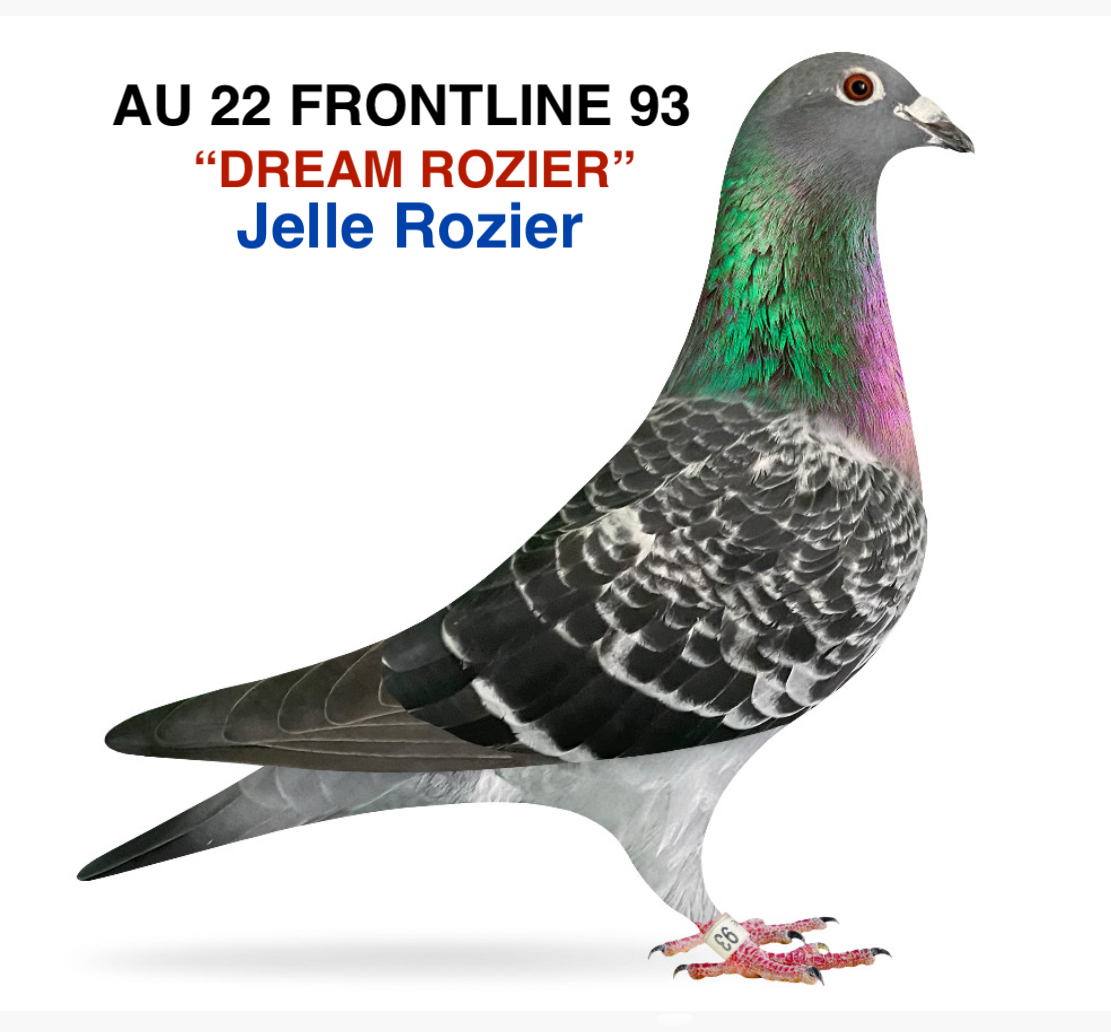 JELLE ROZIER HEN