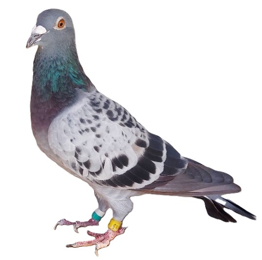 100% Pure Janssen Hen