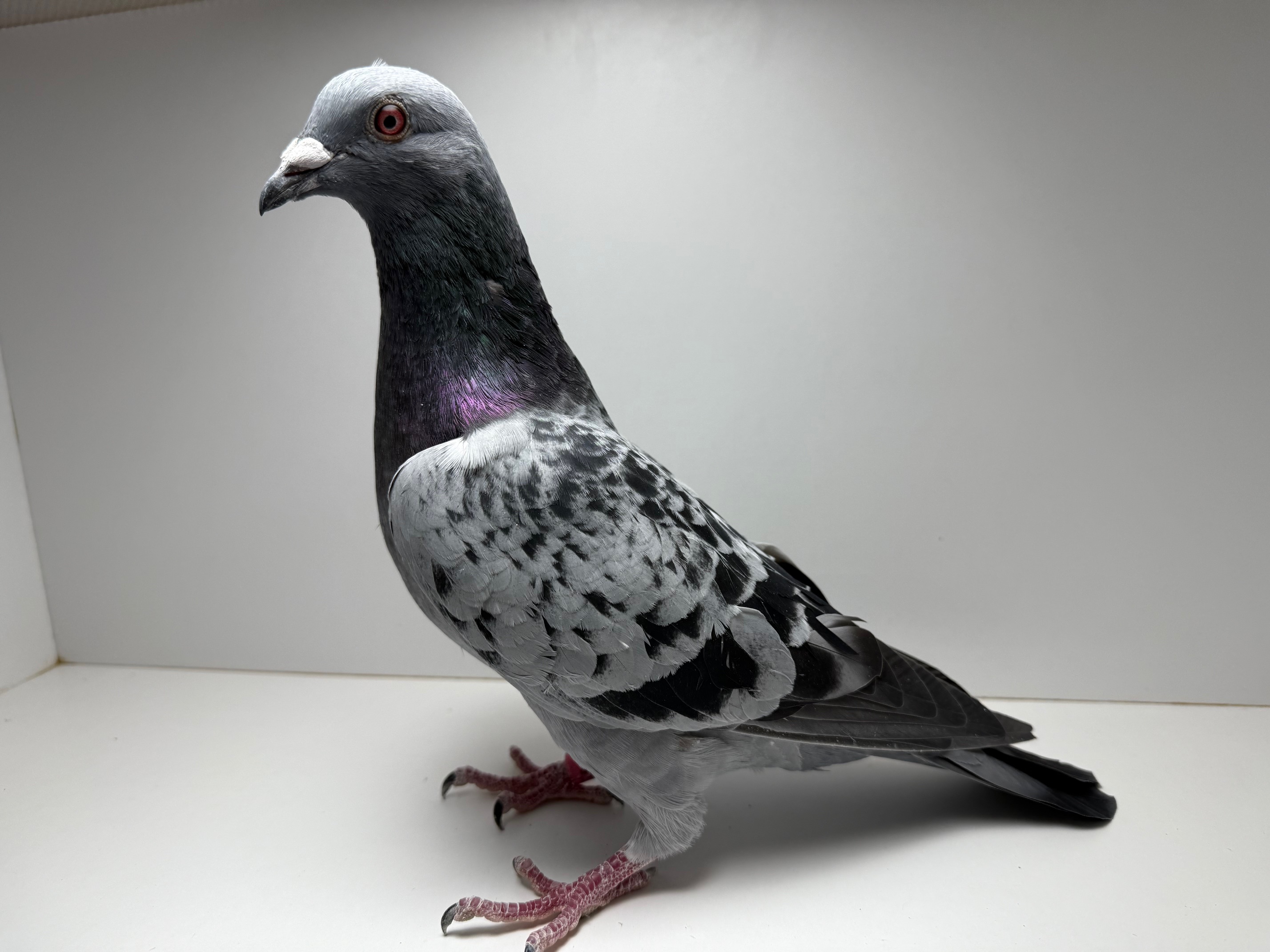 Wolverine, Florian, and Aarden 2