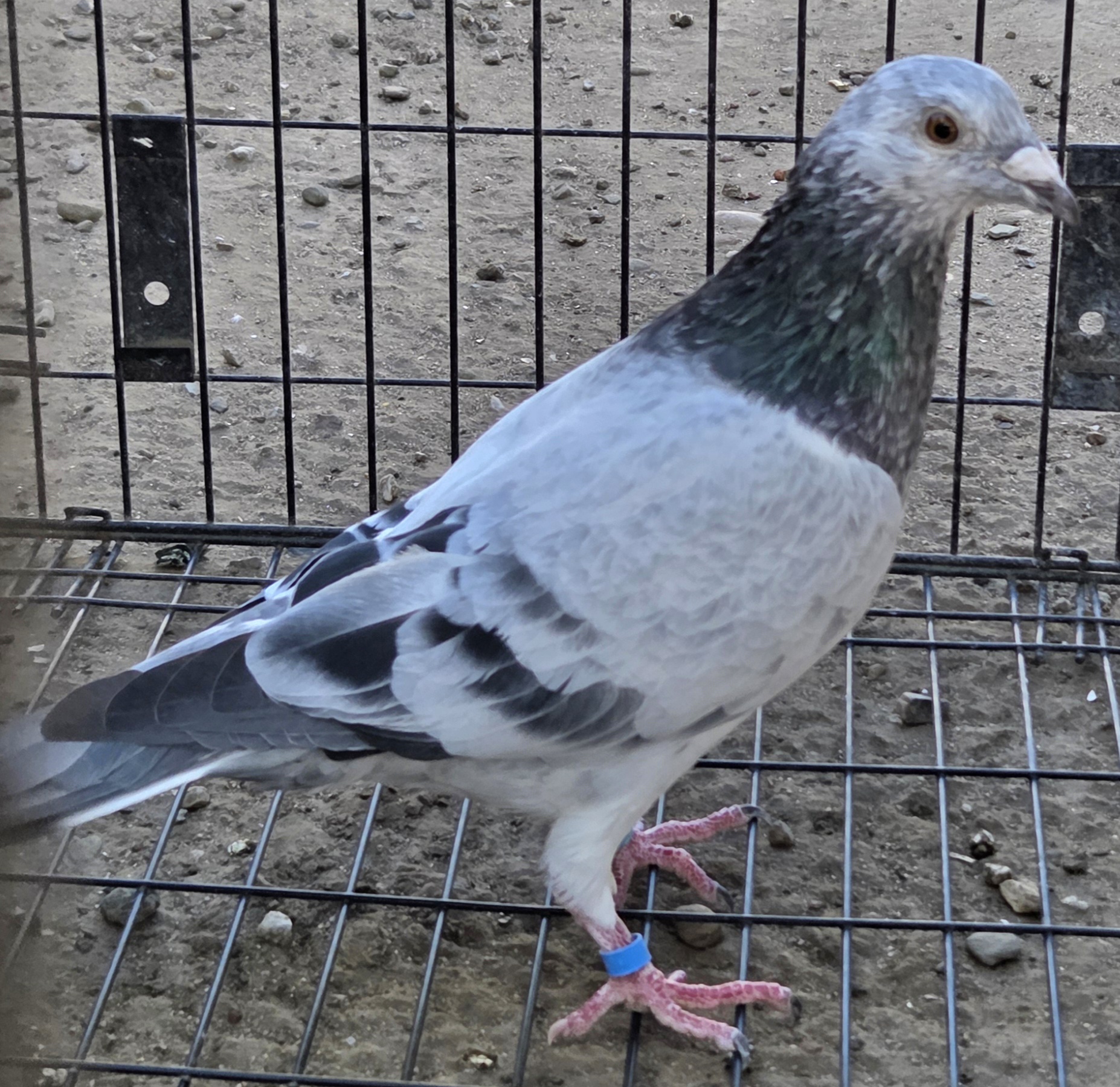 AU PieperLegacyLoft 1968 Cock