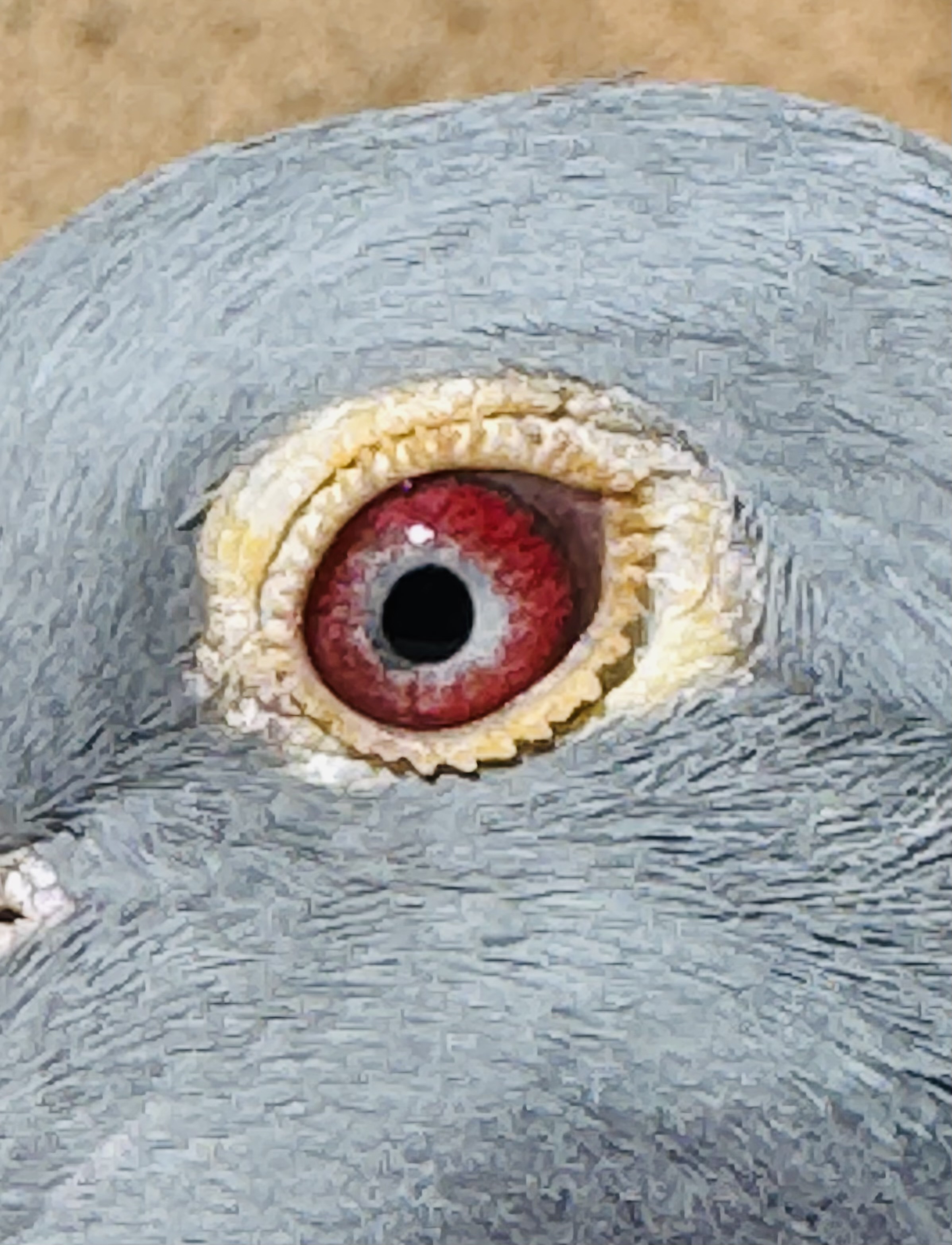 Preview Image 3