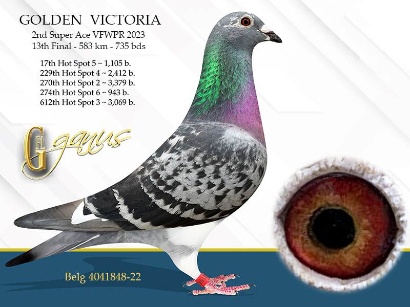 GFL 230-2025 Check Male
