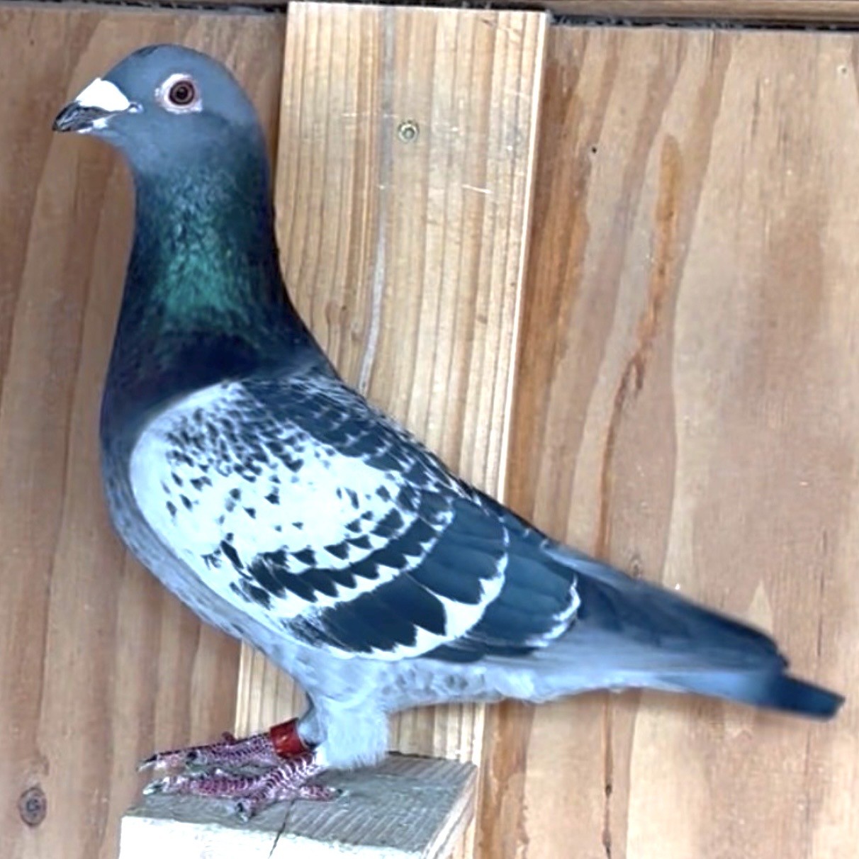 Direct from Greg Rockets