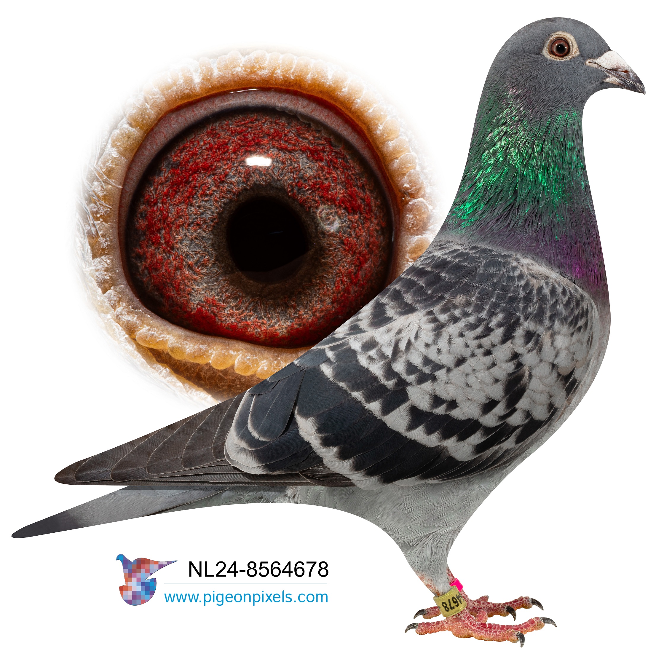 NL2024-8564678 "HARRY HEN 678" CHEQUER HEN