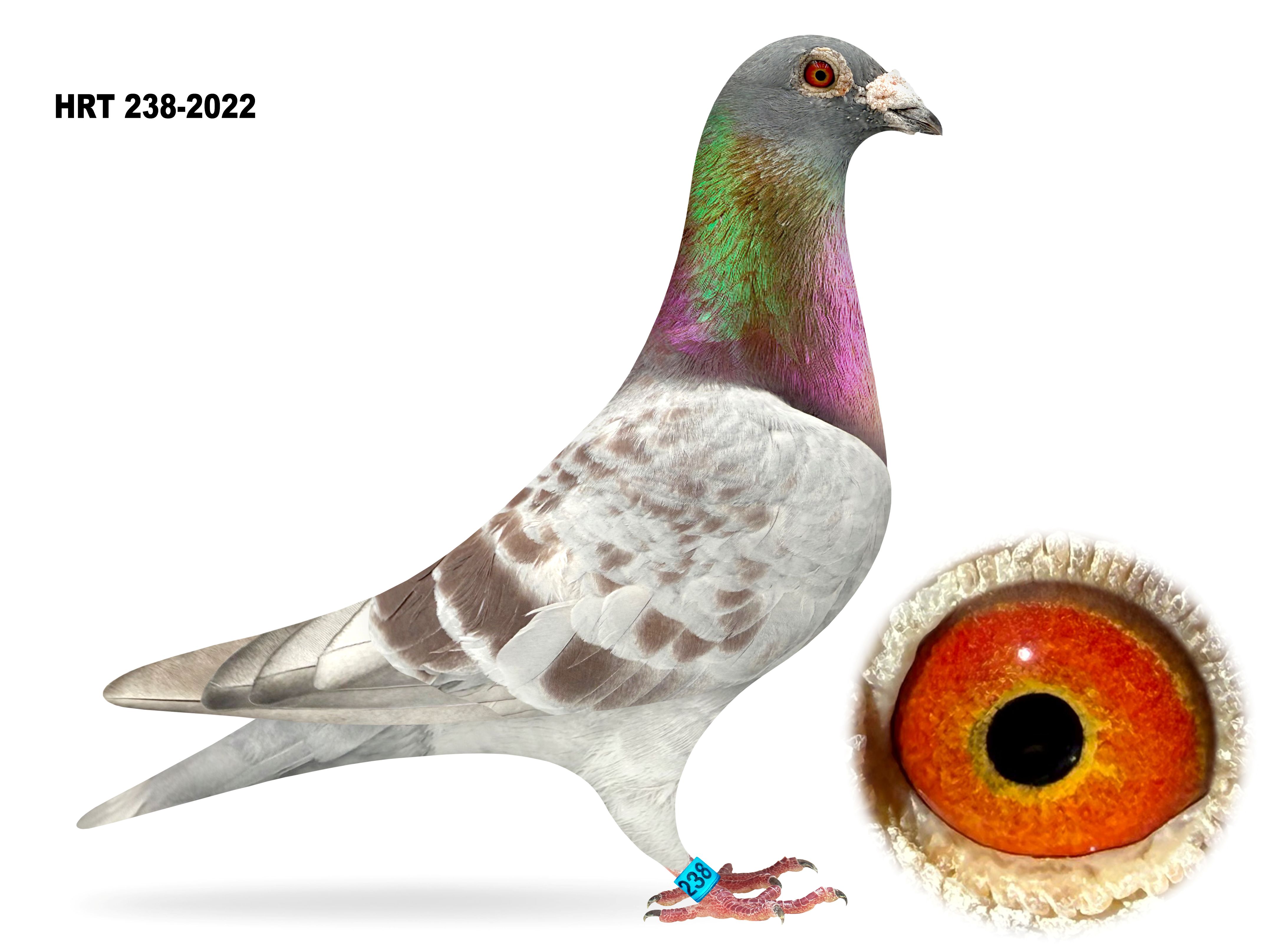 Preview Image 1