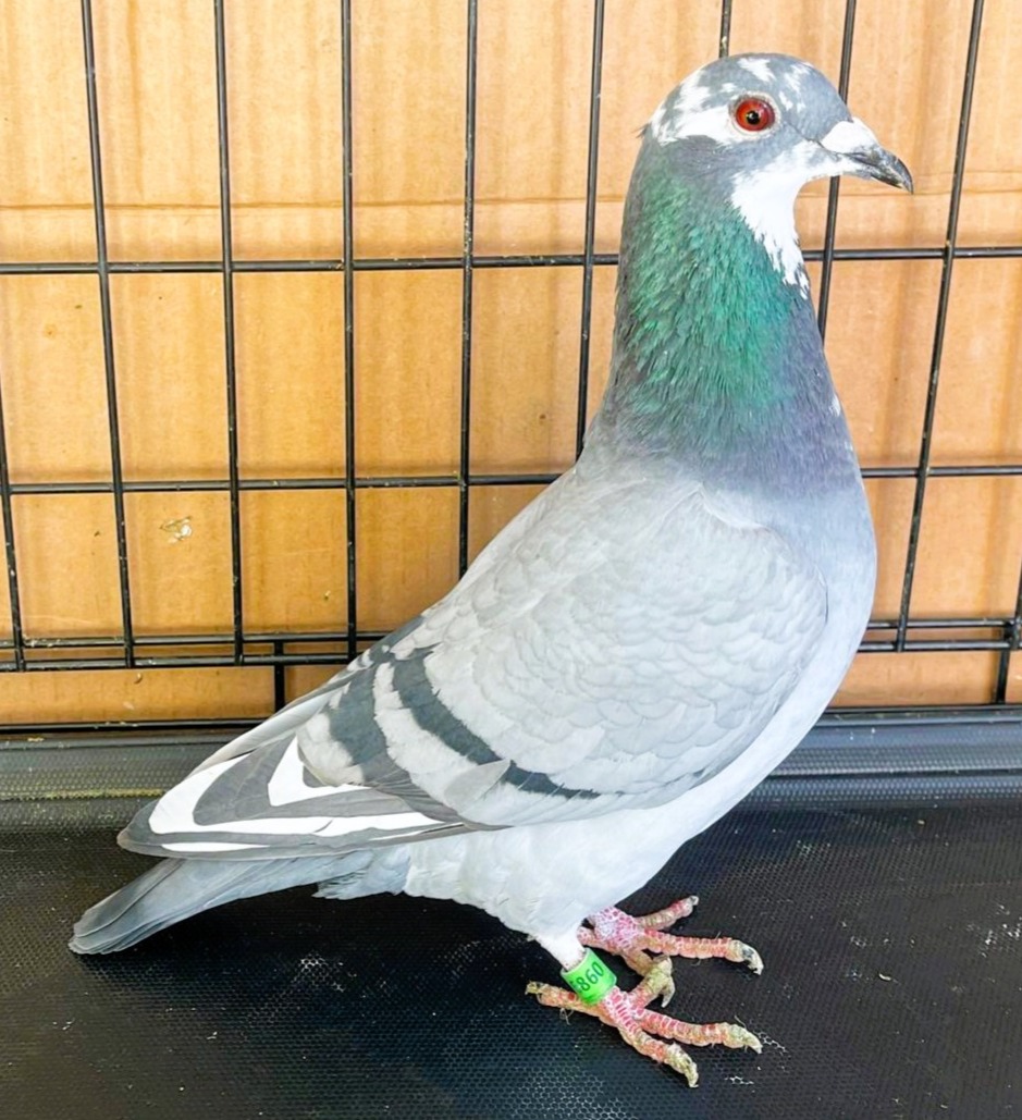 AU25-6860 - DAUGHTER OF ANDY 214 & MISS LINDA 