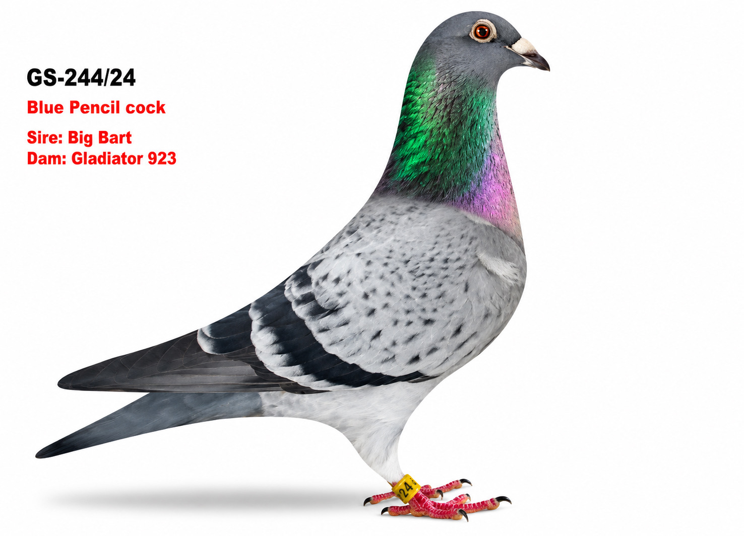 GS-244/24 Super Geerinckx Bloodlines